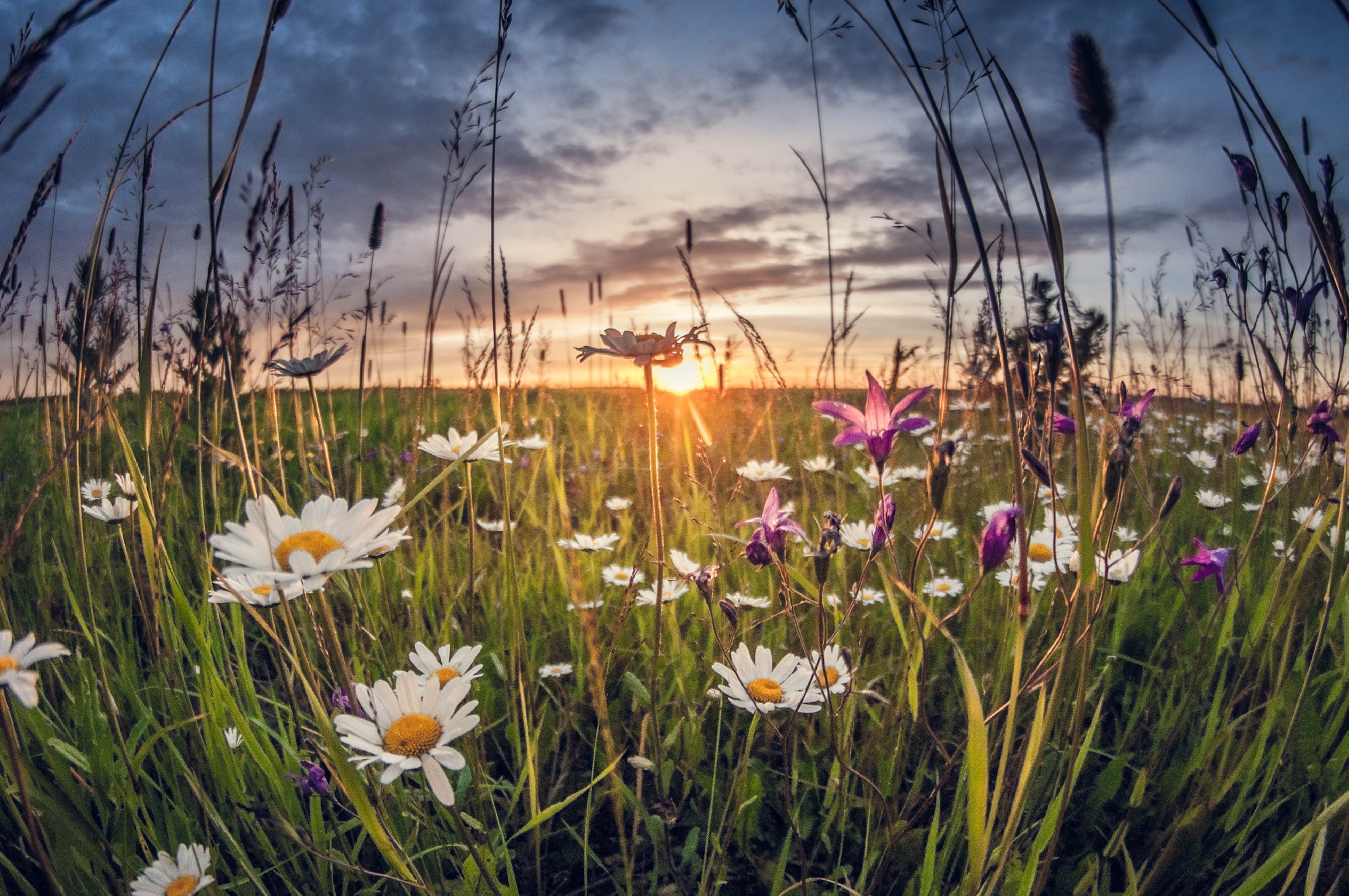 wild flowers in the grass at sunset, fisheye distortion