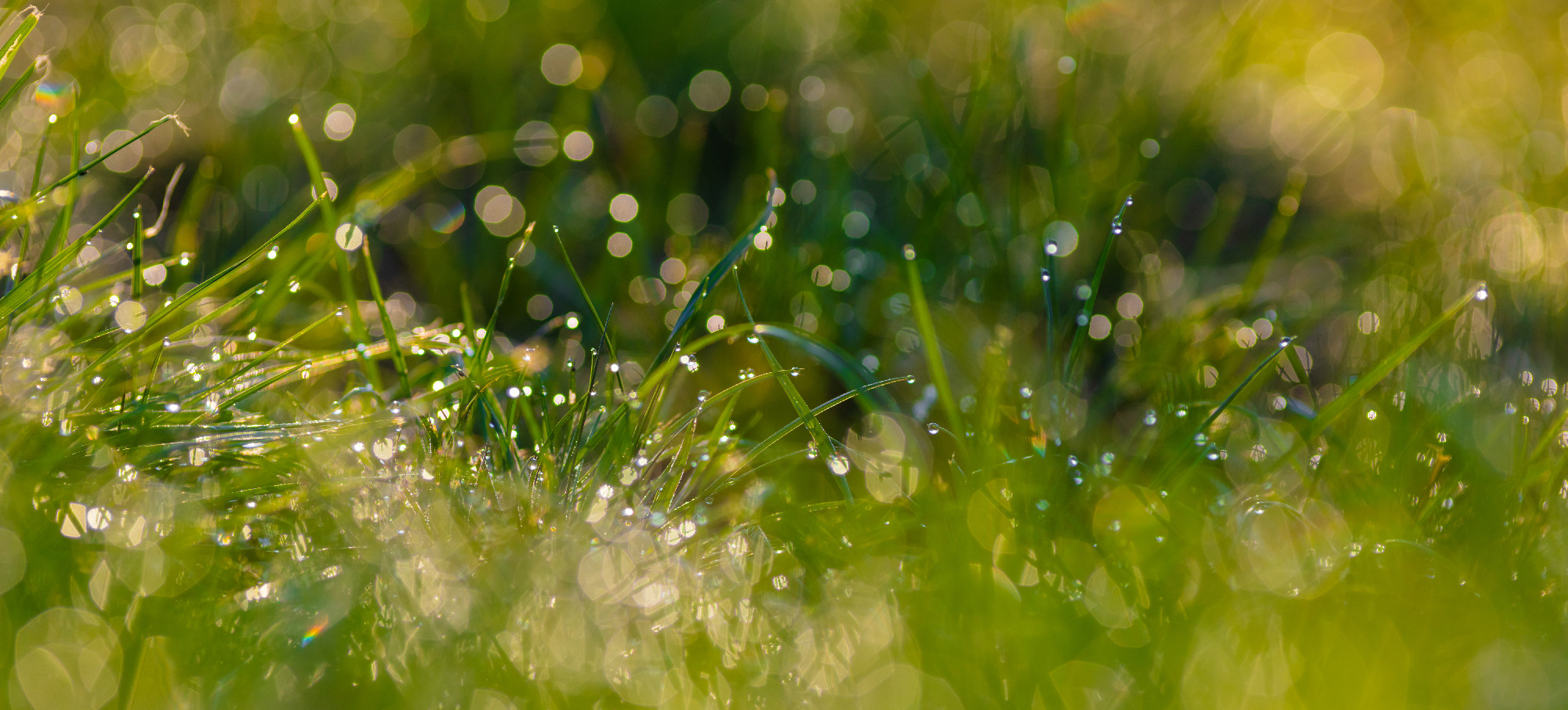 grass with dew drops closeup