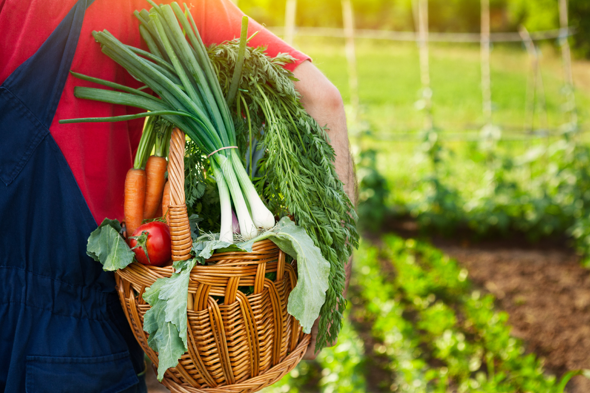 Gardener holding basket full of vegetables