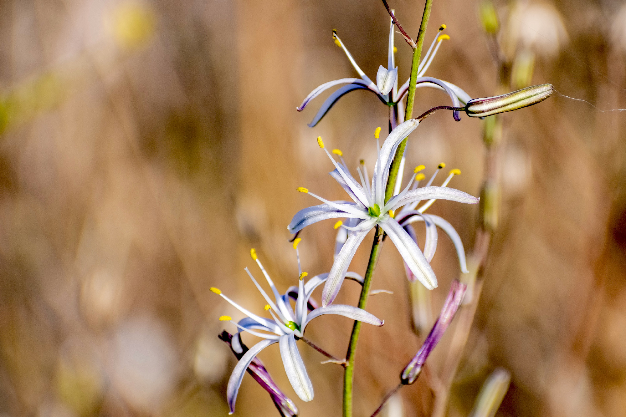 Soaproot plant (Chlorogalum pomeridianum) blooming in Santa Cruz