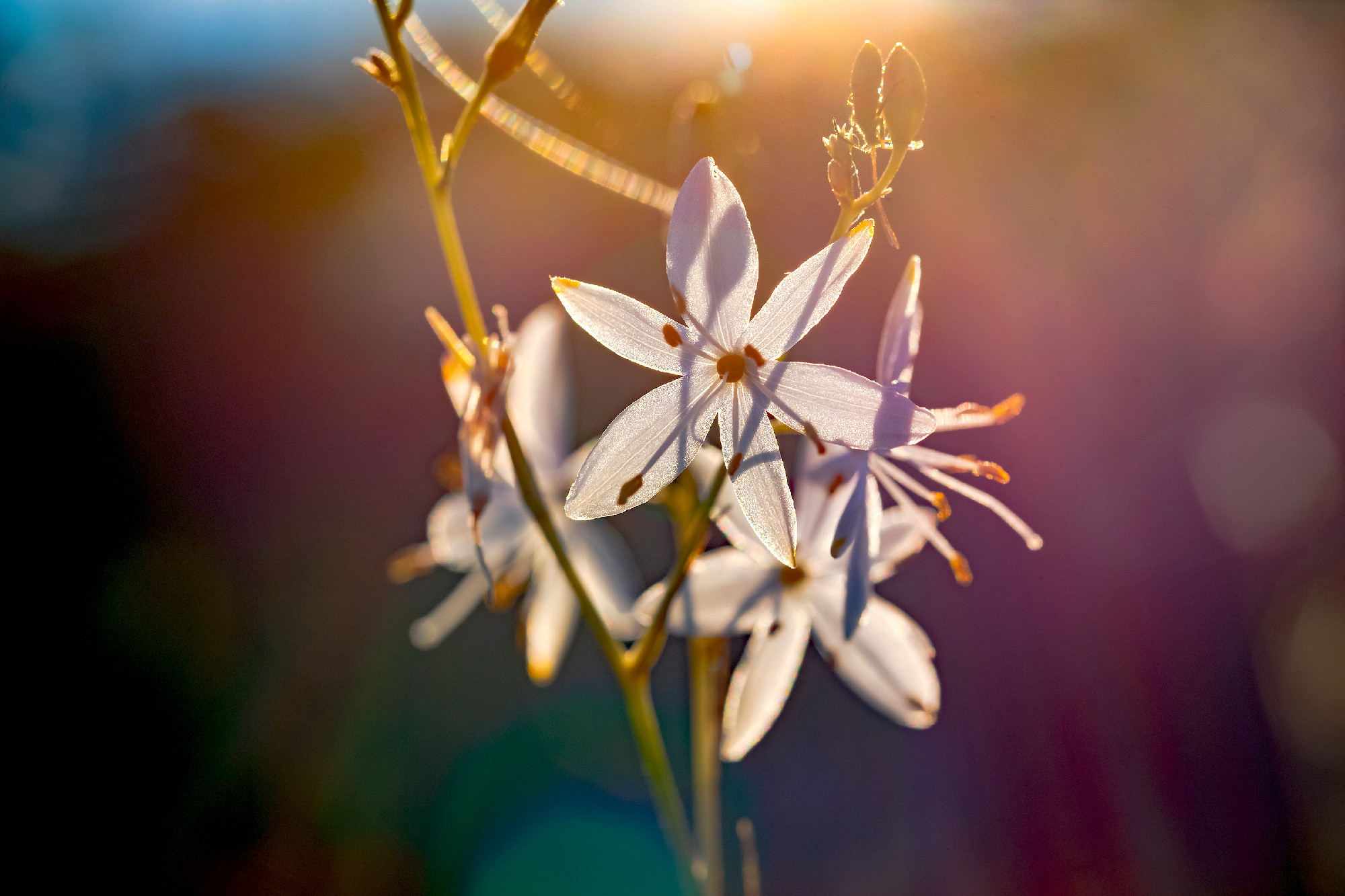 White Grass Lily
