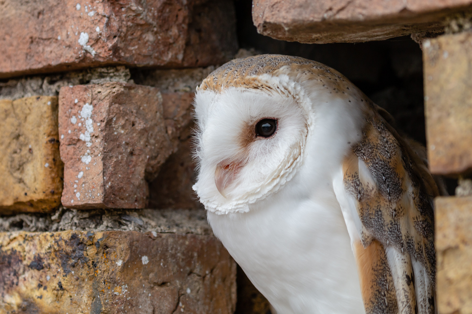 A cute little Barn Owl hiding in a hole in a brick wall