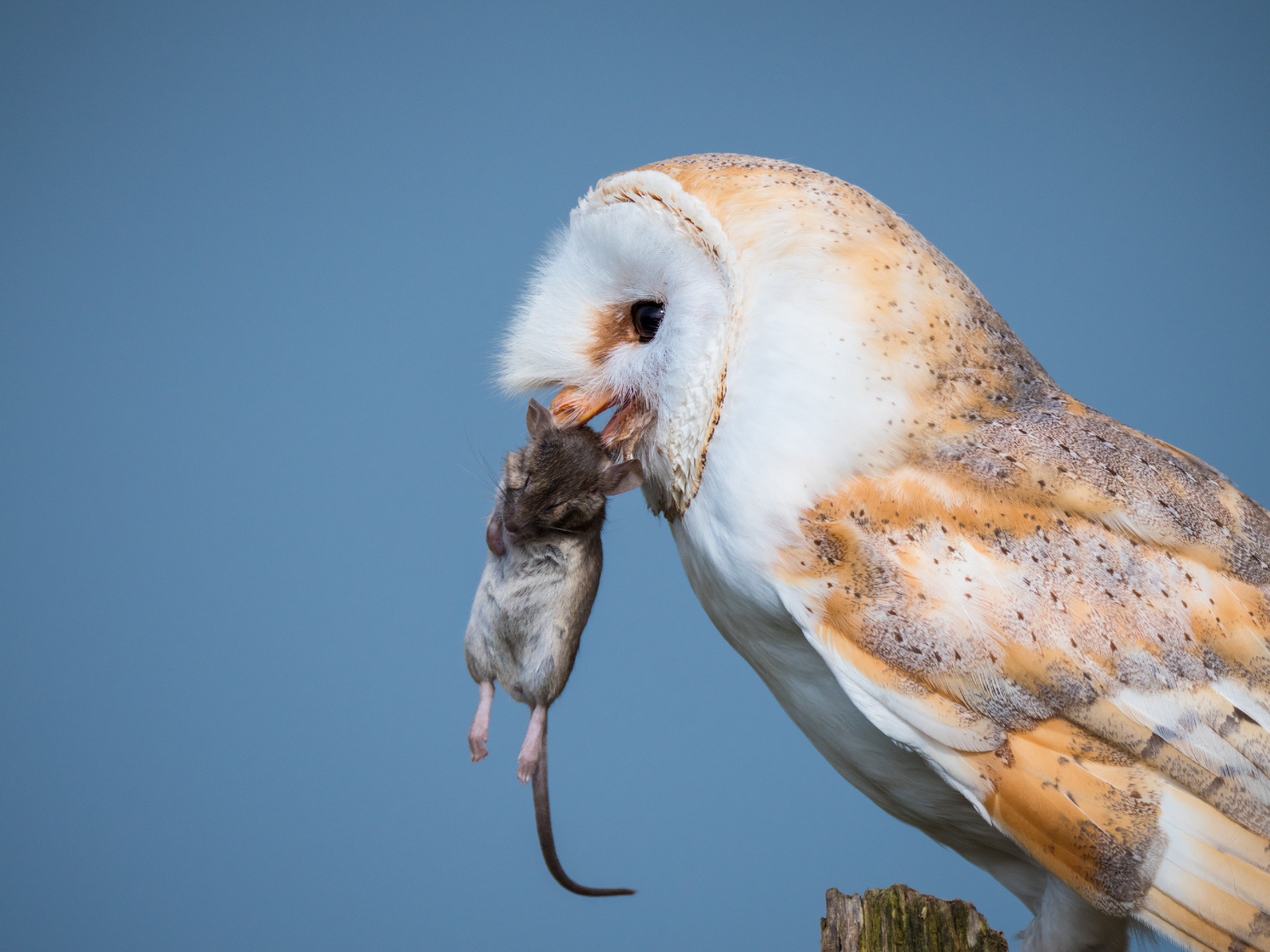 Close up of a barn owl with a mouse