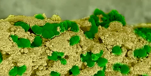 Ez nem sci-fi: már megépültek az első áramtermelő baktérium-lakótelepek