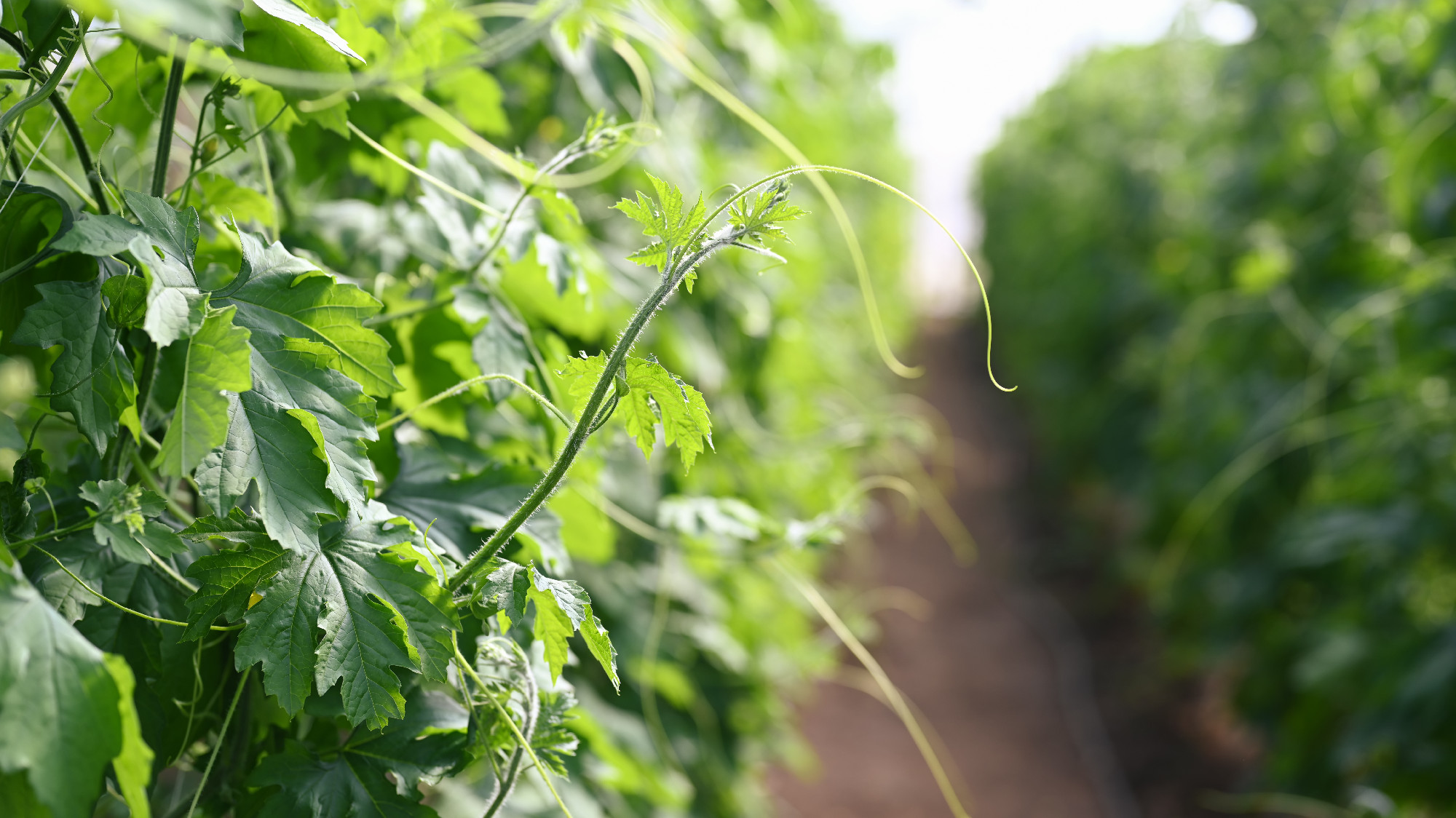 Close up image of bitter melon or green bitter gourd plant in ga