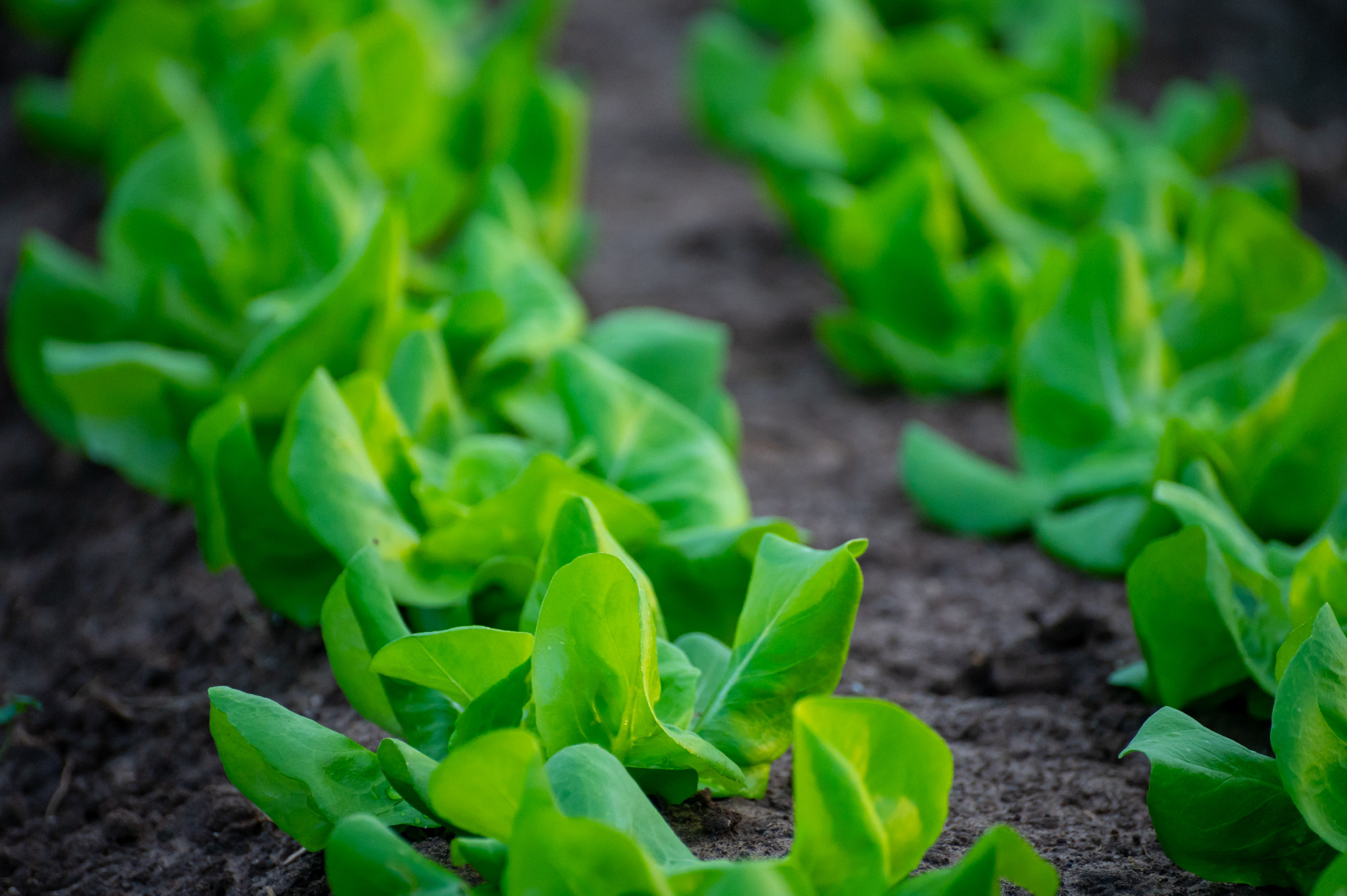 Italian greenhouse with rows of young organic green lettuce sala