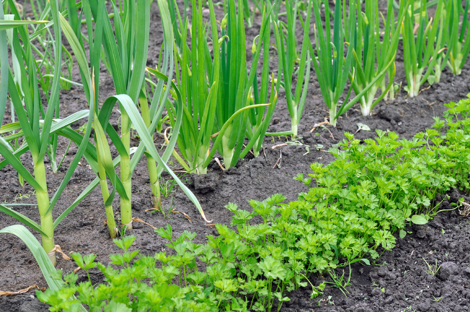 organically cultivated vegetables in the vegetable garden