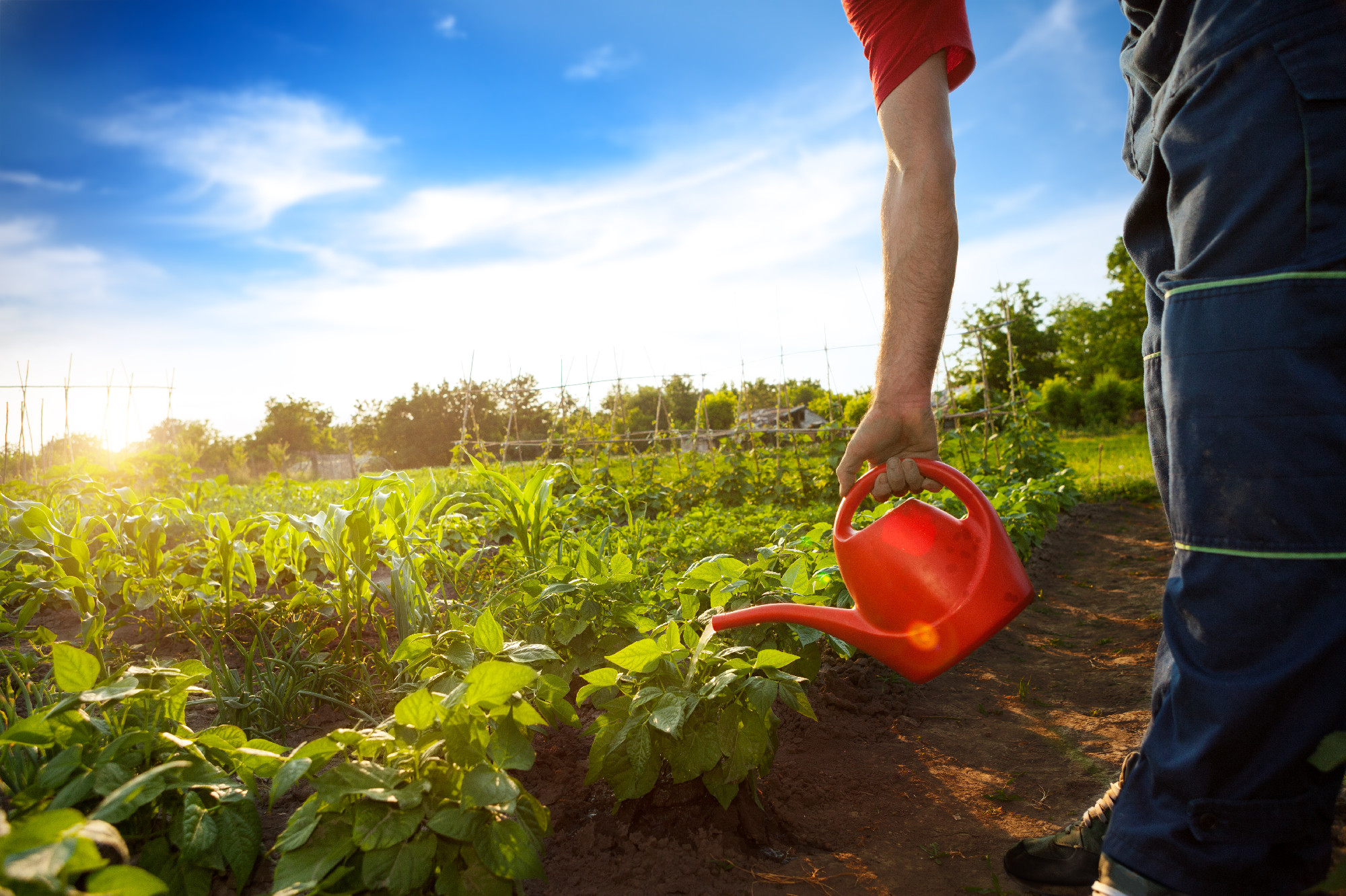 Man watering plants in garden