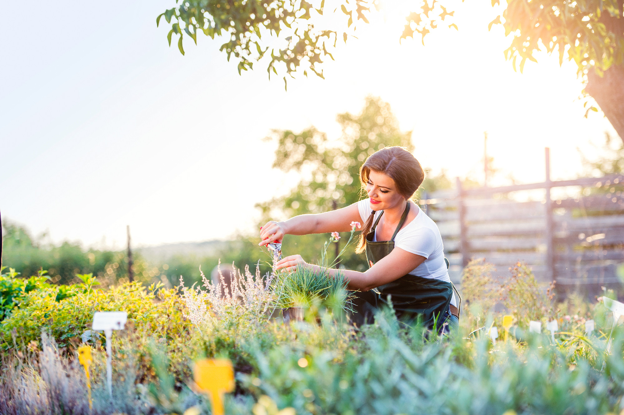 Young gardener cutting little flower plant, green sunny nature