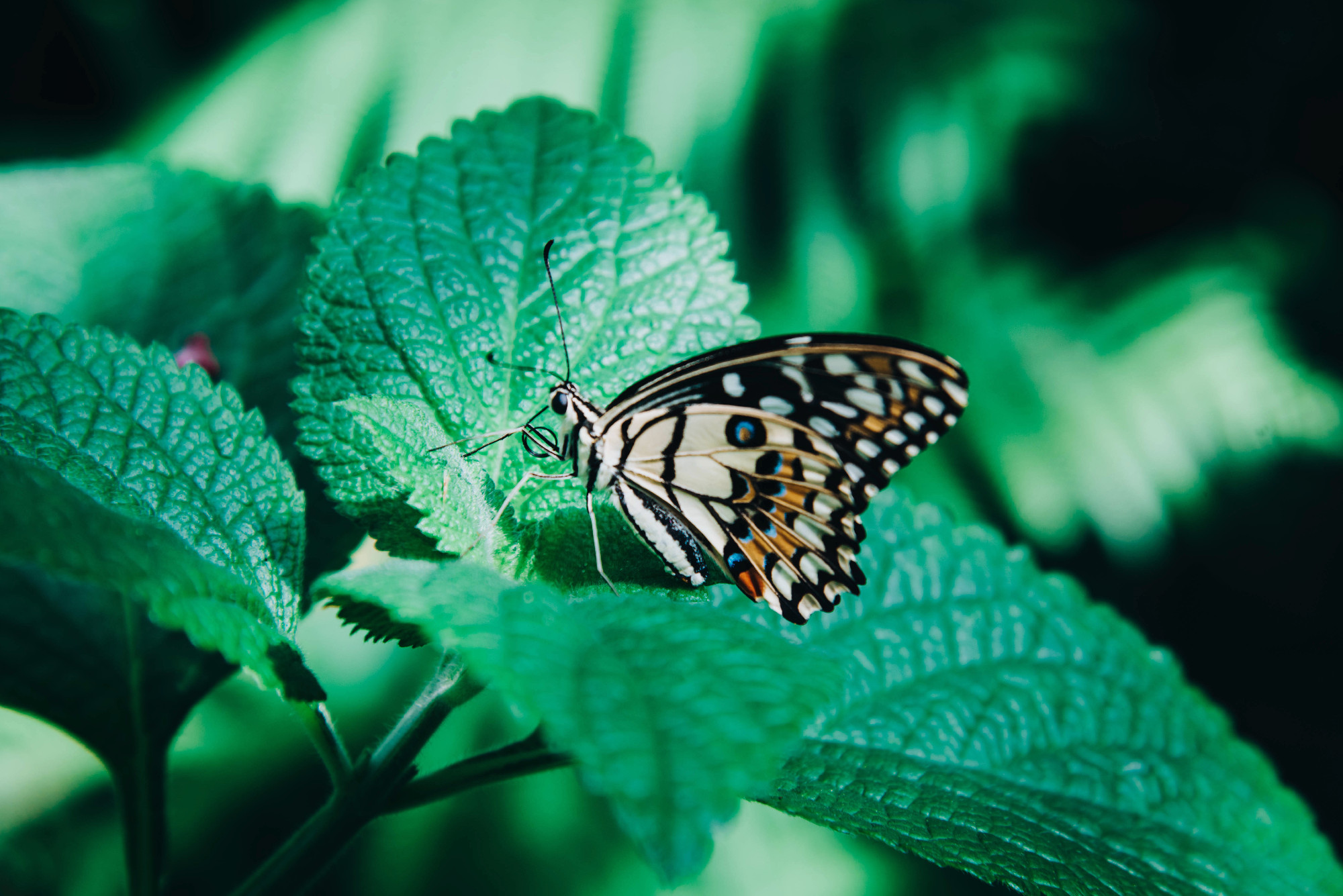 Beautiful orange and black butterfly sitting on green leaves.