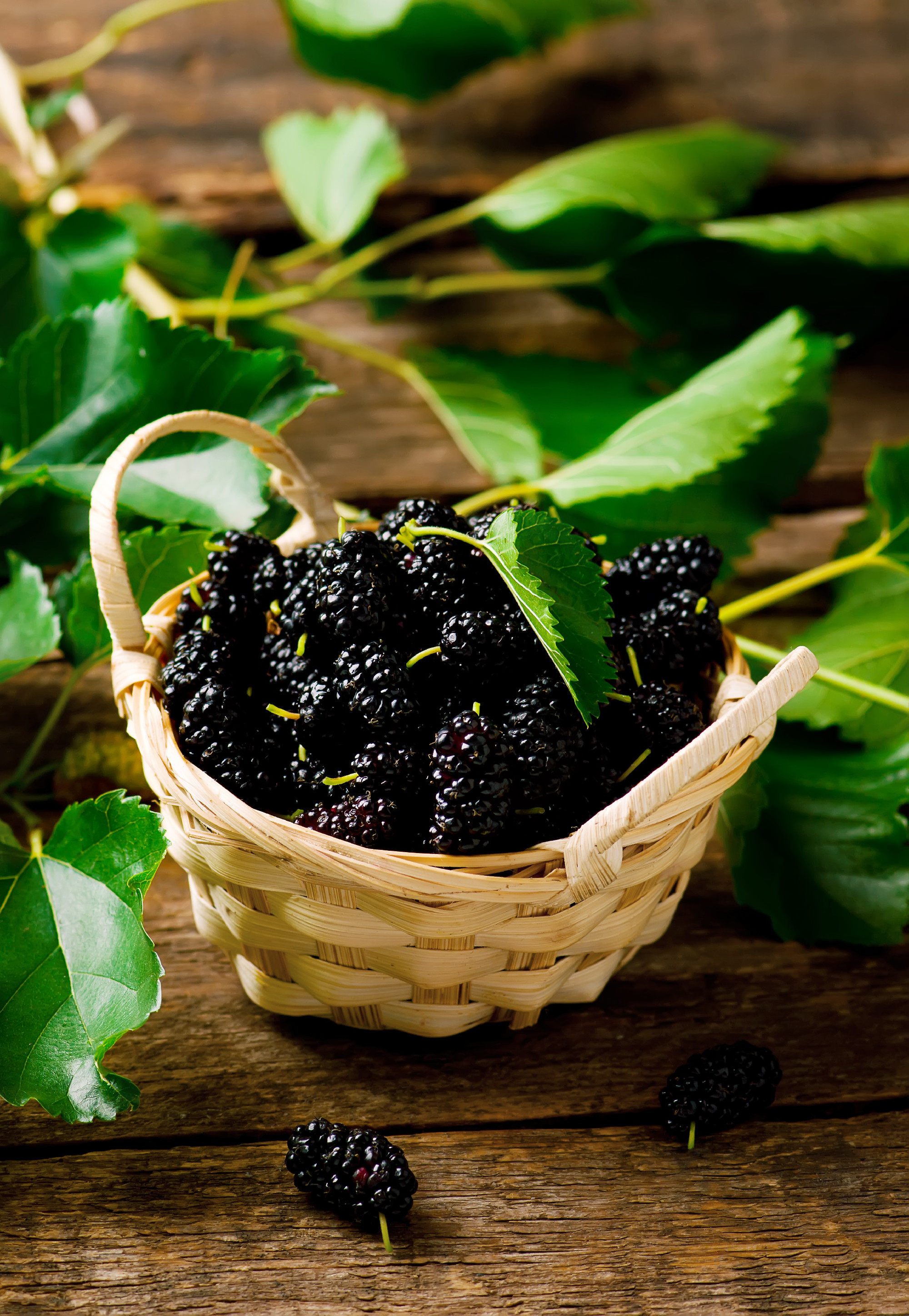 the berries of an organic mulberry