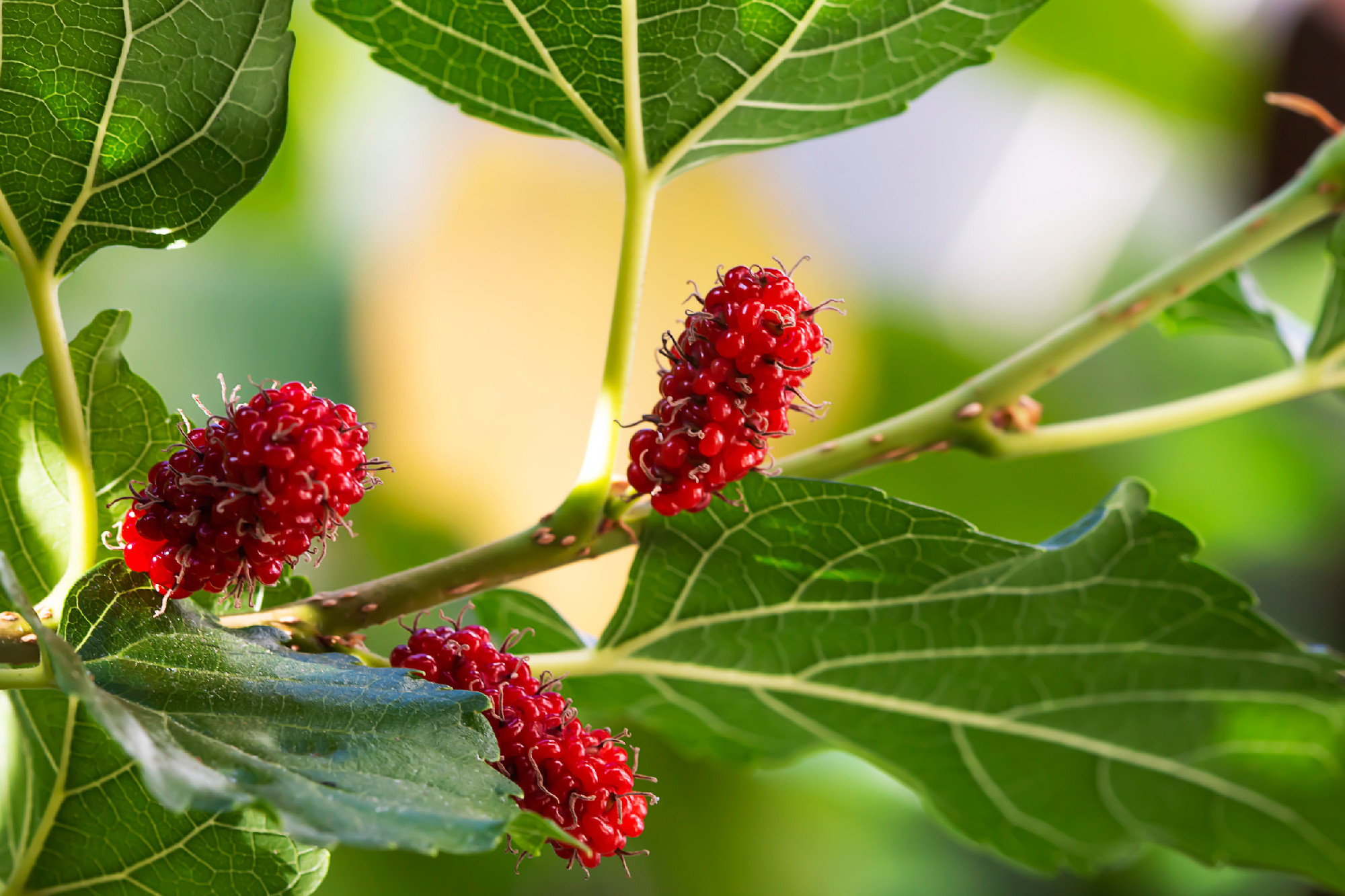 Fresh red mulberry on the tree in the garden.