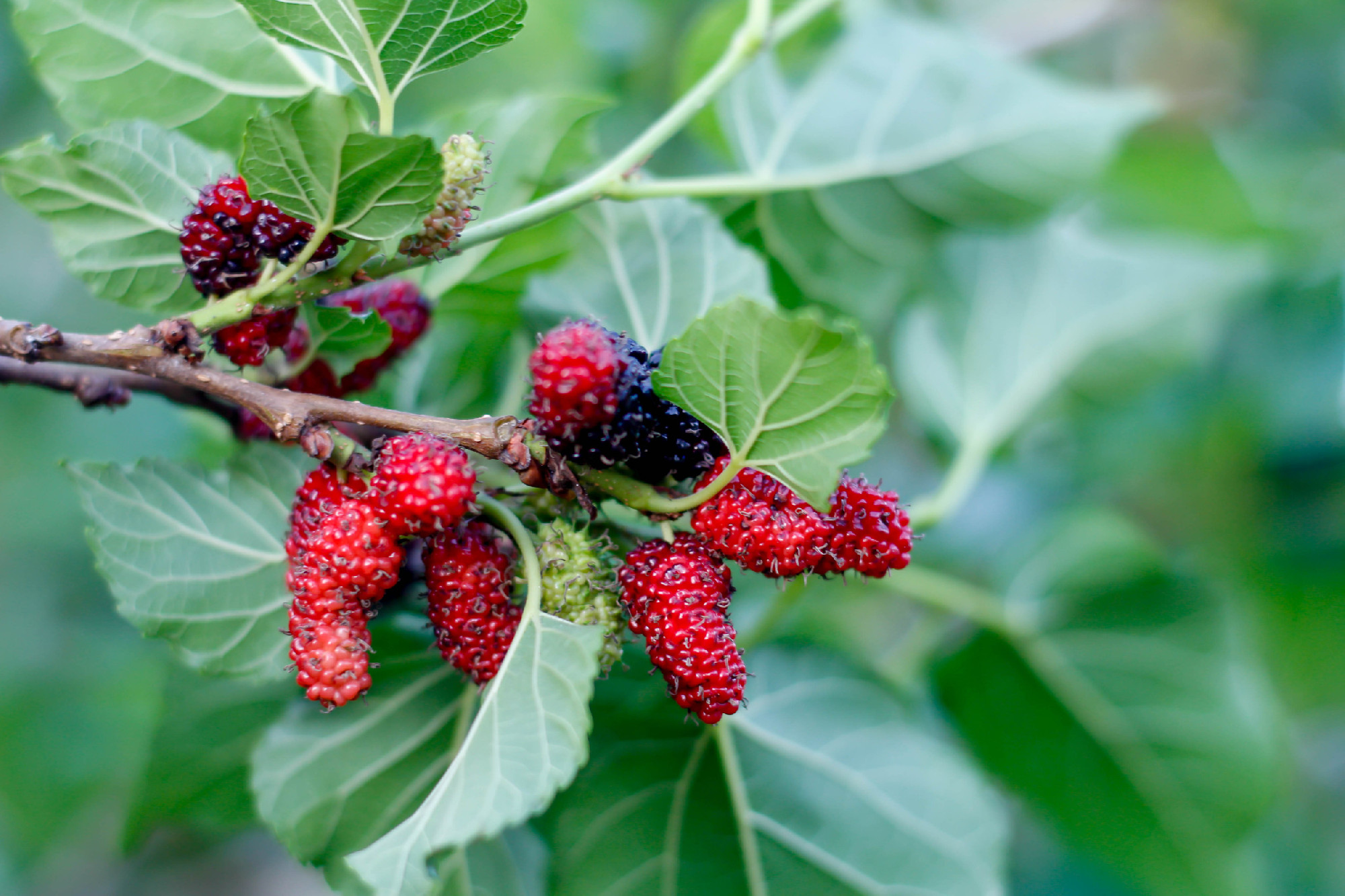 Mulberry