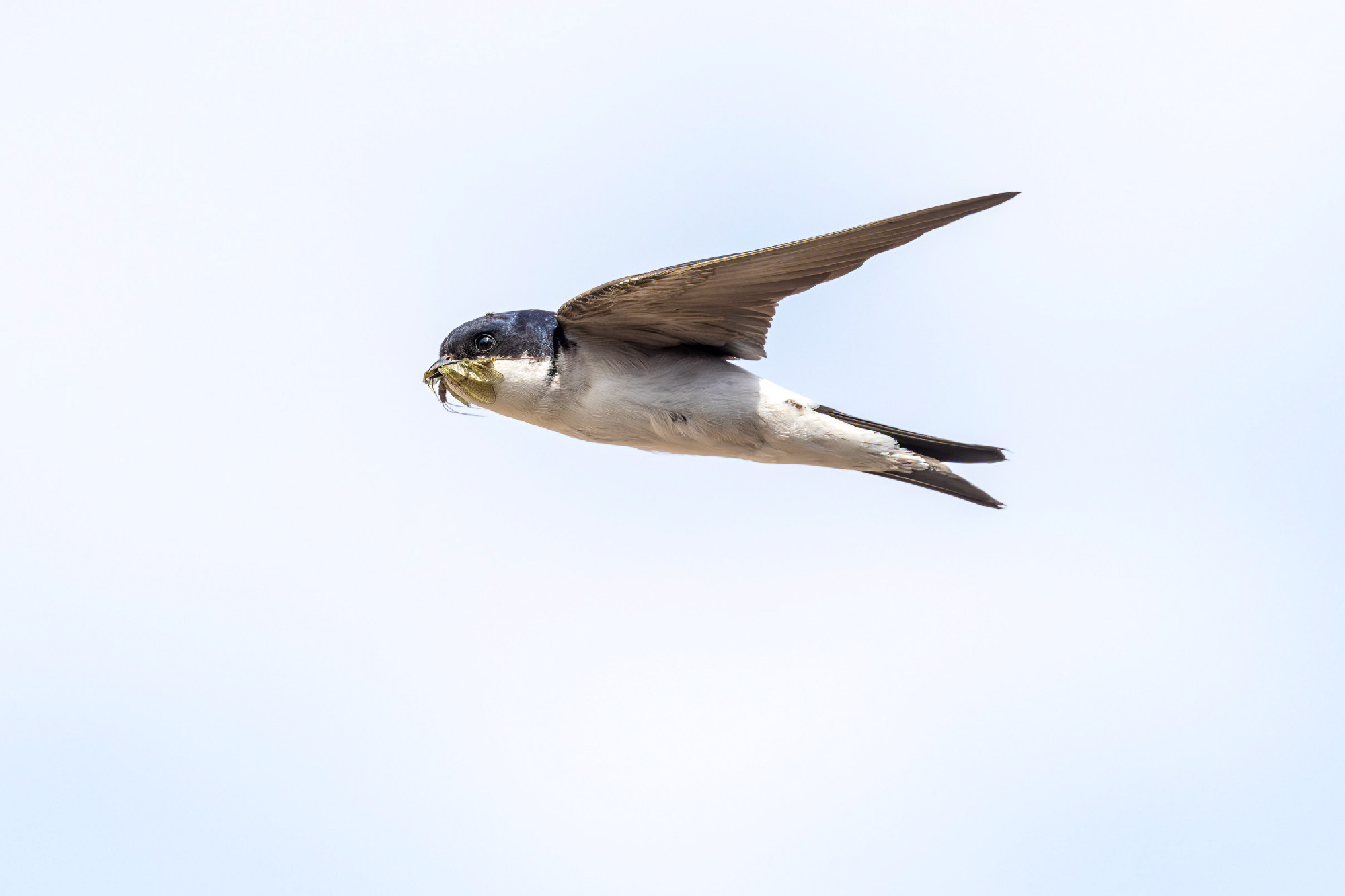 western house martin in flight with beak full of captured insect