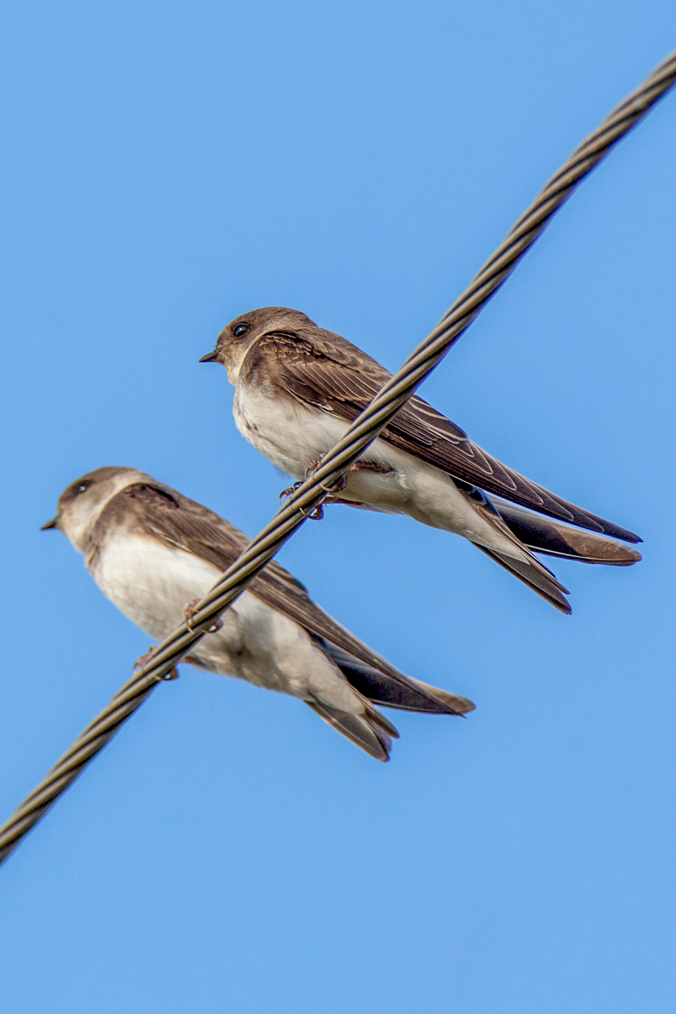 Sand Martin (Riparia riparia)
