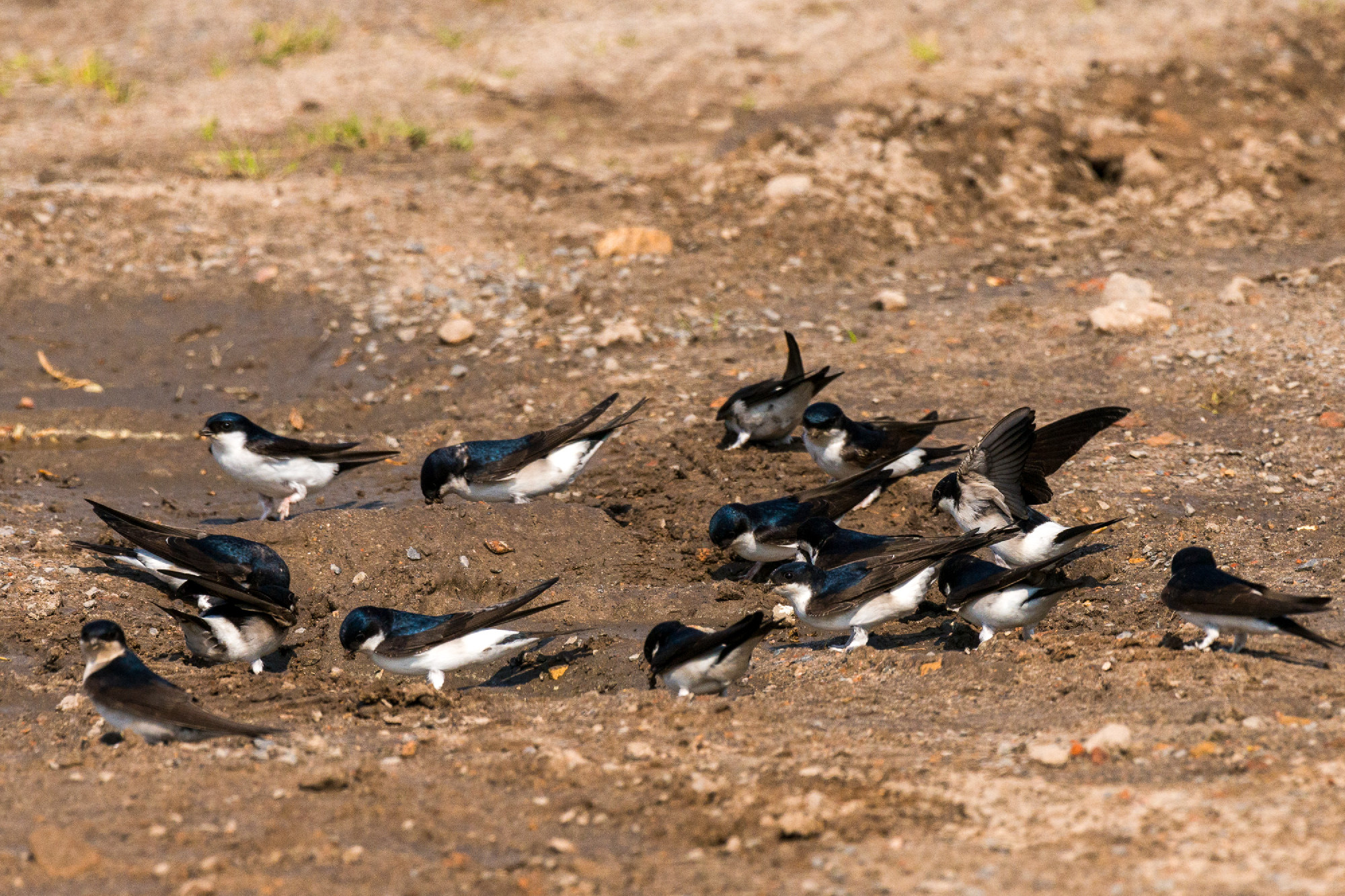 Common house martin in nest building
