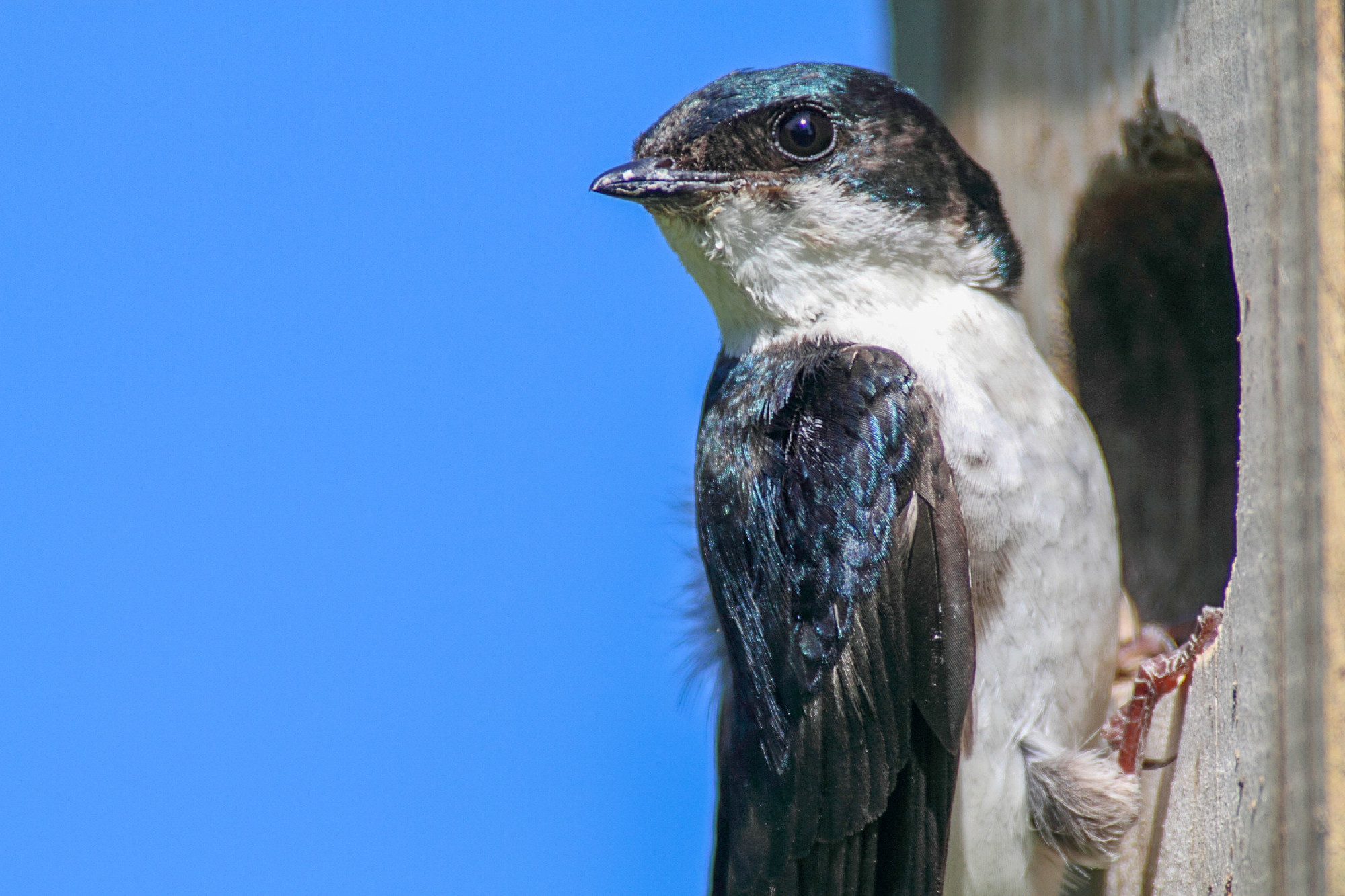 Tree Swallow With Insects