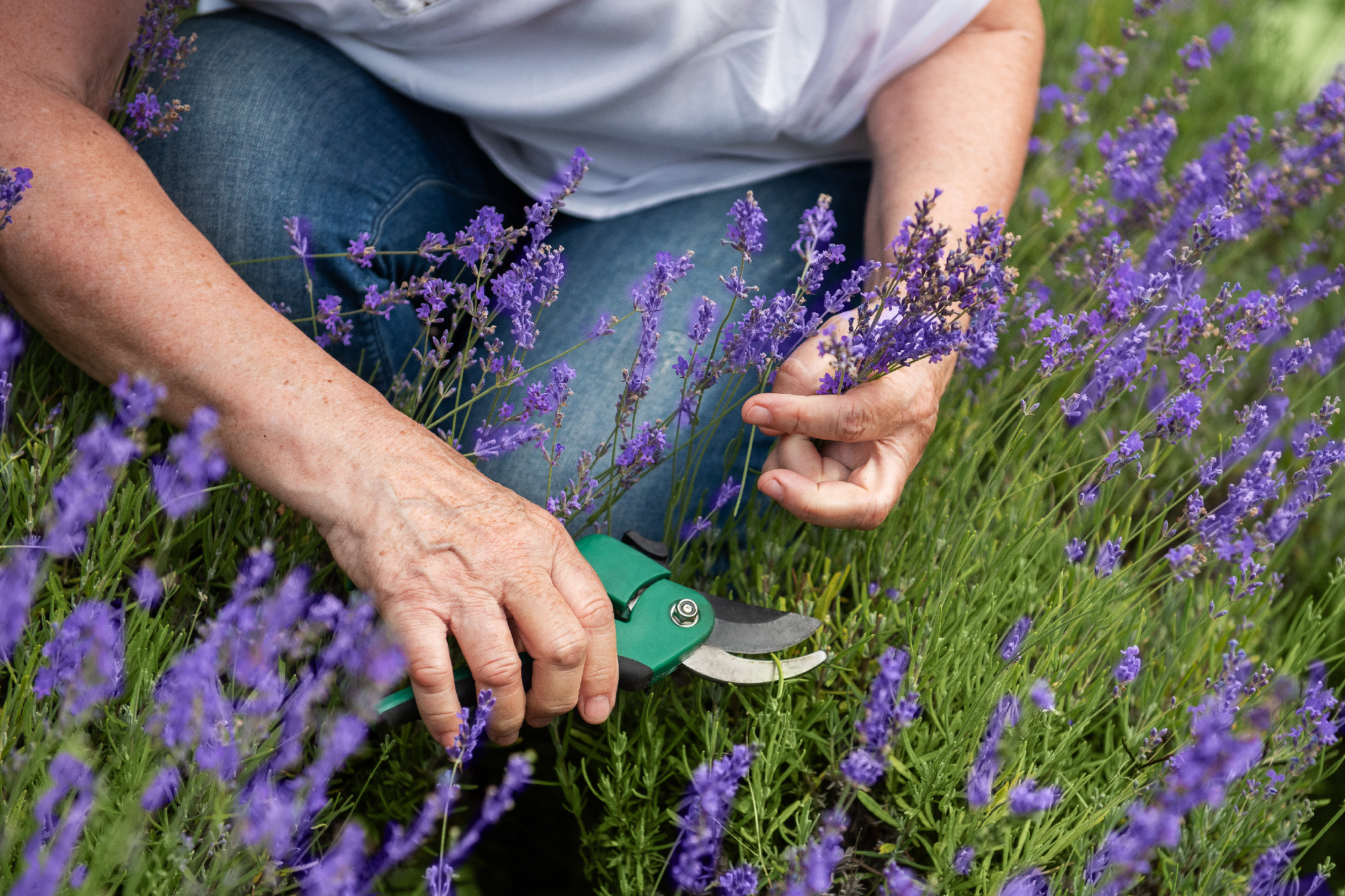 Women's hands cut lavender