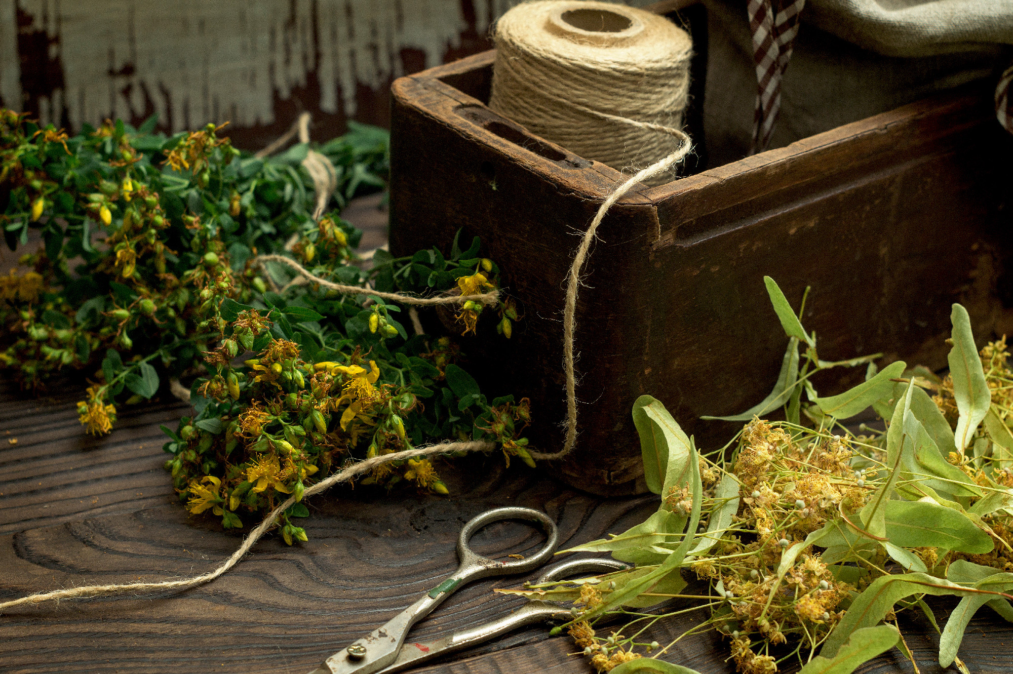 Drying medicinal plant, tutsan and linden