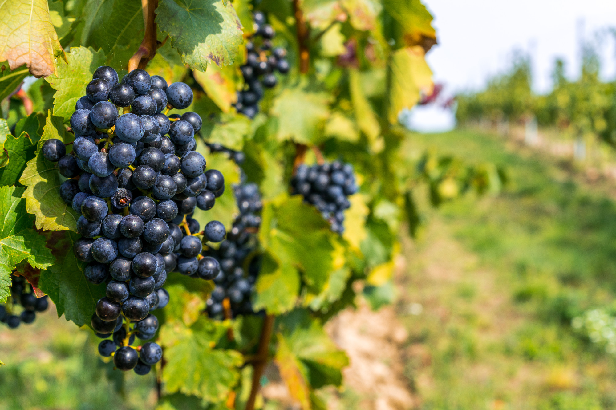 Grapes of red vine on vineyeard