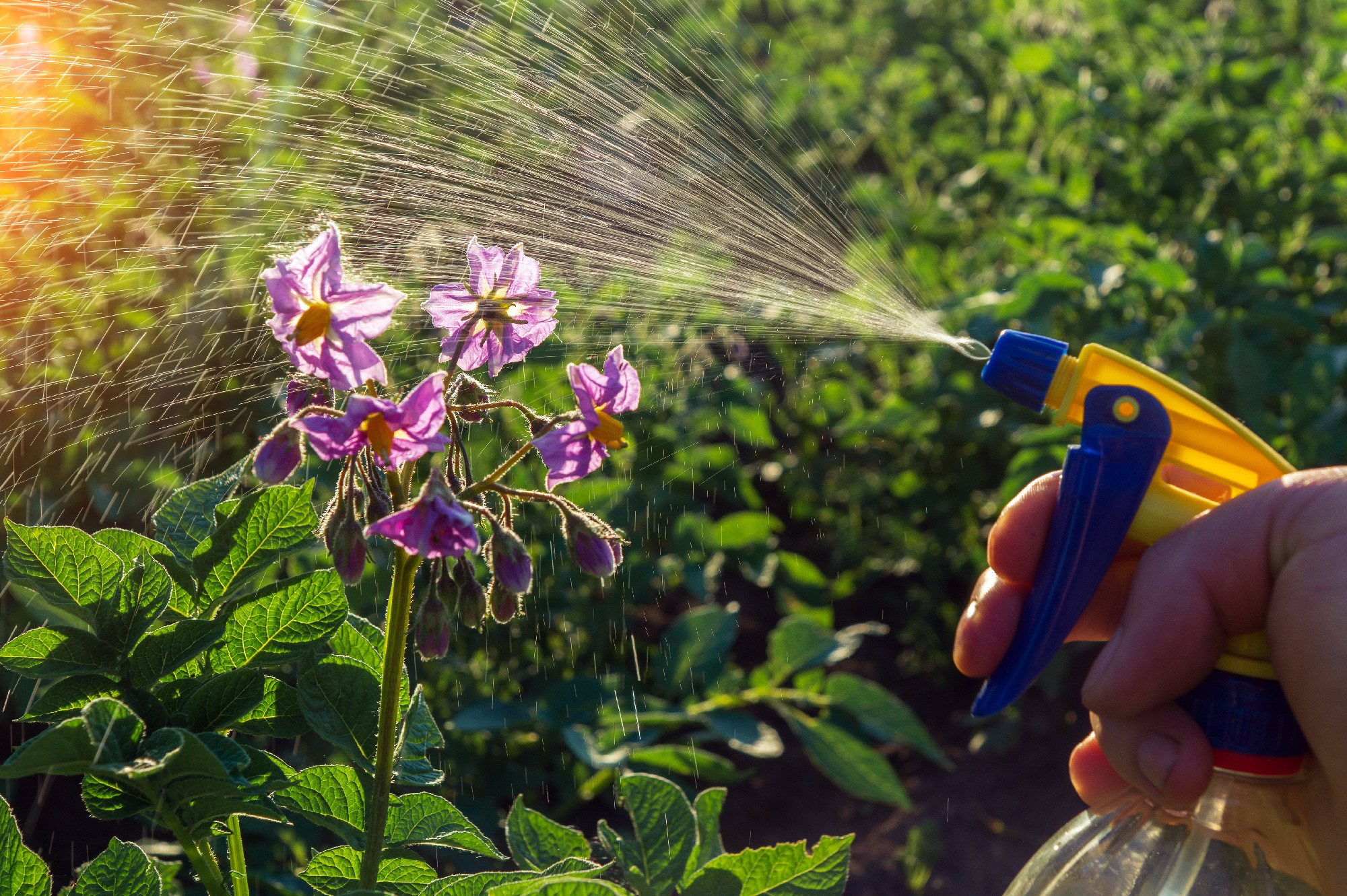 Spraying flowering potatoes for Colorado potato beetles or bacte