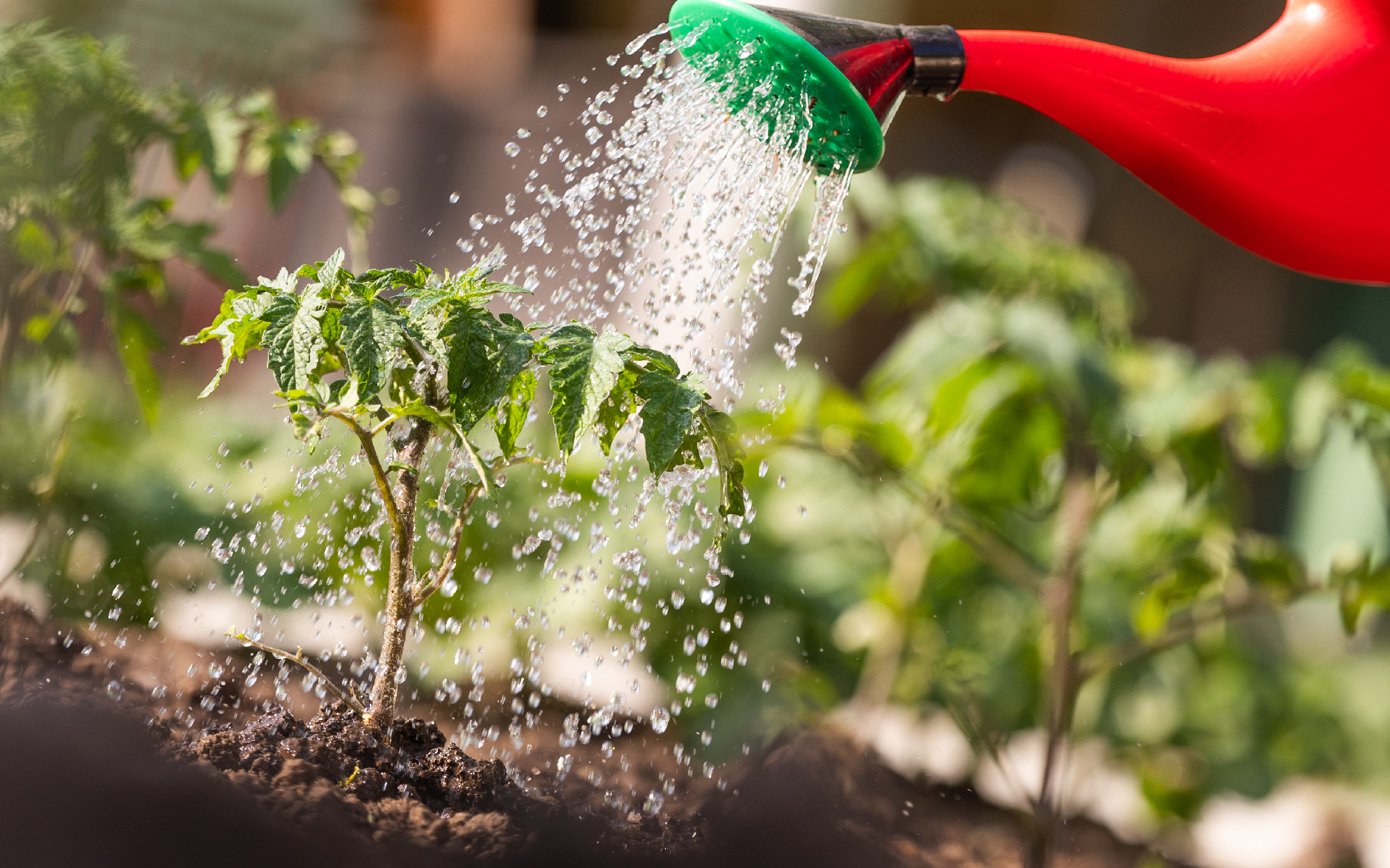 Watering seedling tomato plant in greenhouse garden with red wa