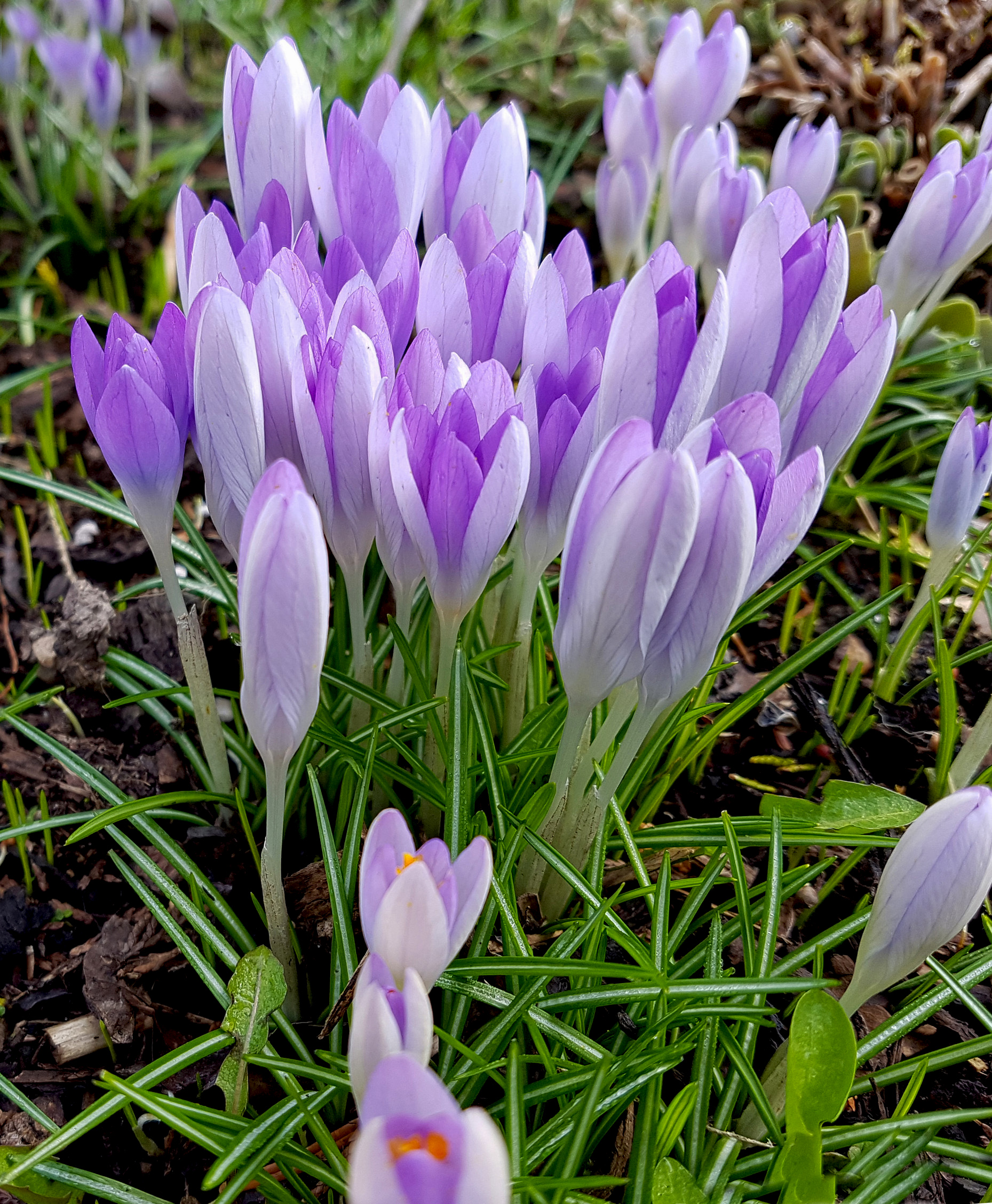 Elven crocus, Crocus tommasinianus