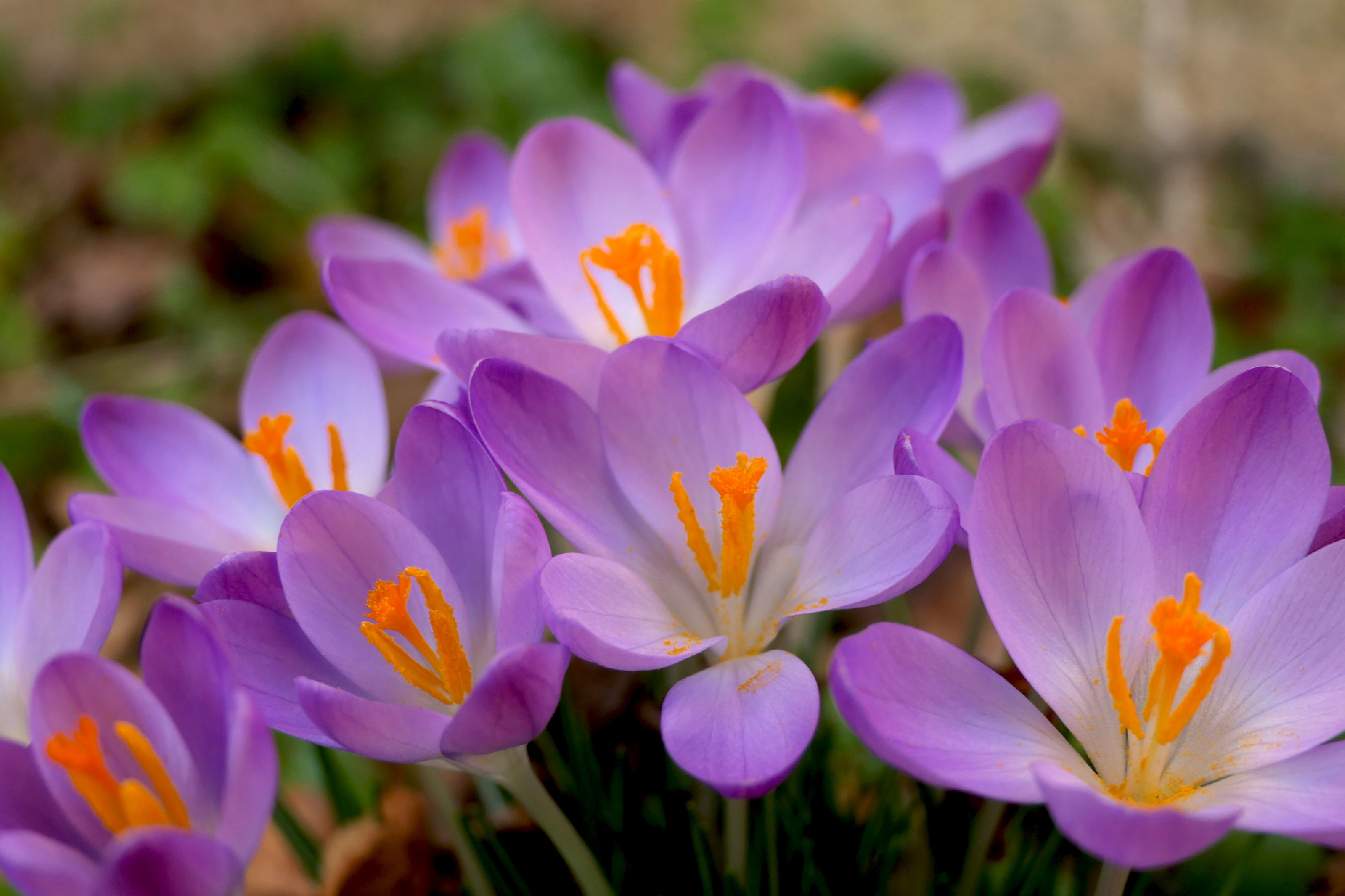 Crocus Tommasinianus