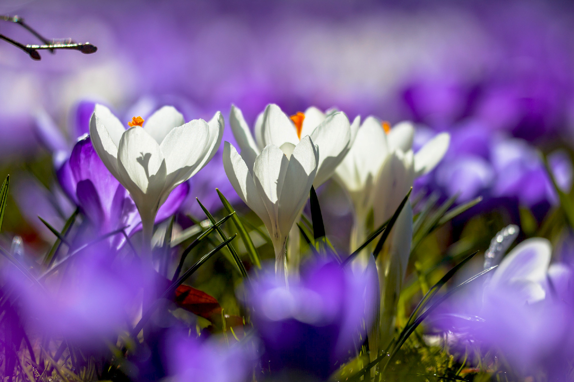 White crocusses blooming in a field of purple flowers