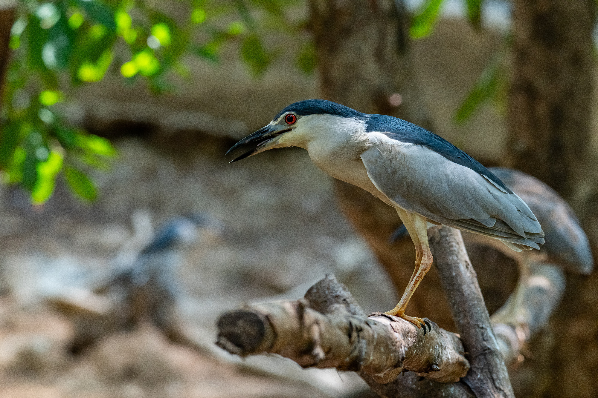 Black-crowned Night Heron perching on perch and looking into dis