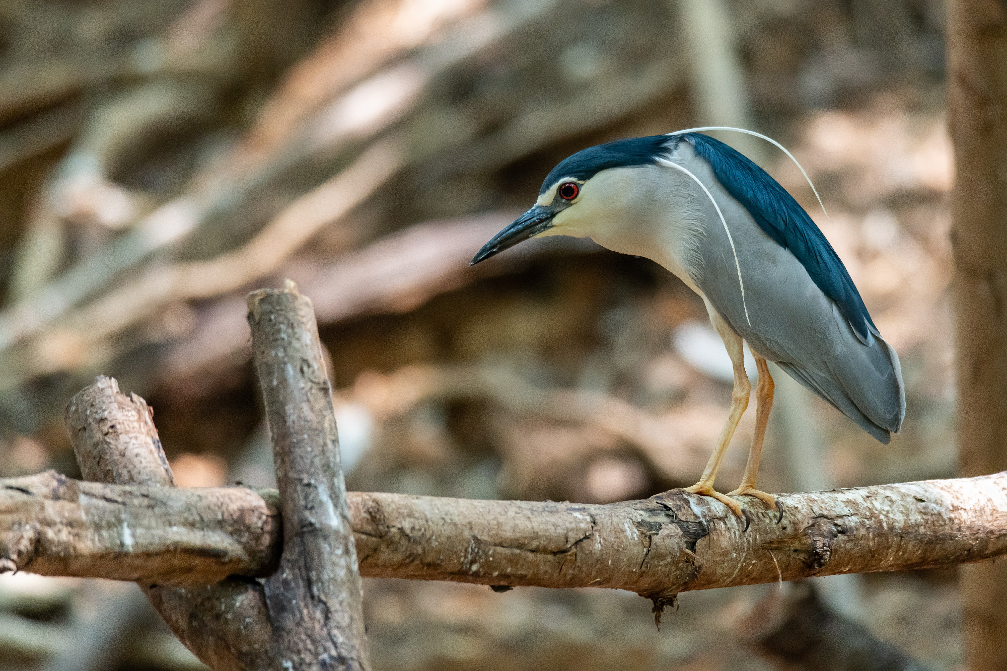 Black-crowned Night Heron perching on perch and looking into dis