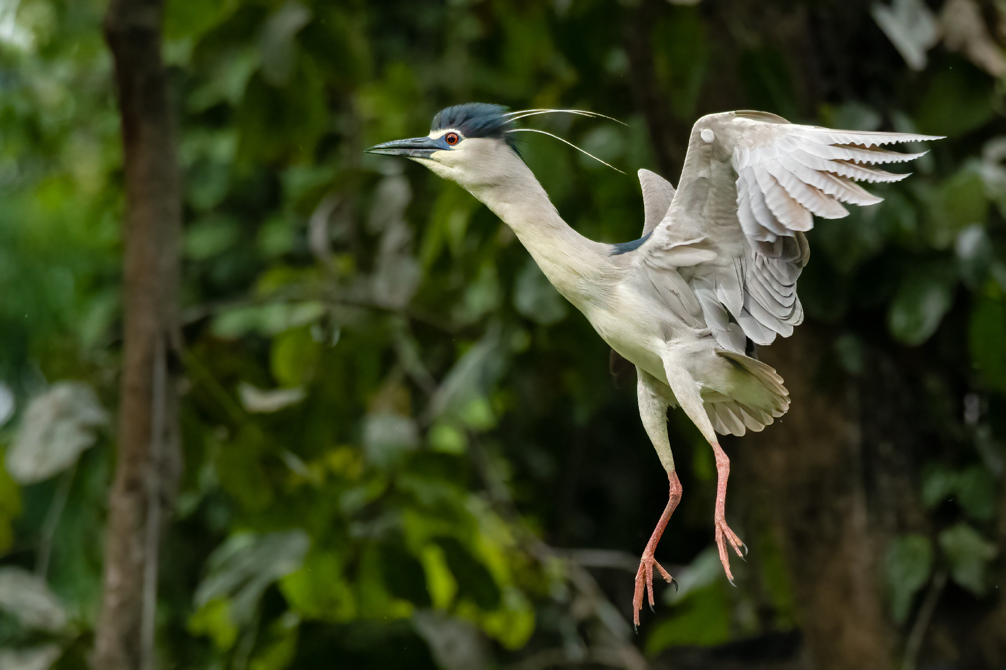 Black-crowned Night Heron jumping up and flapping its wings to t