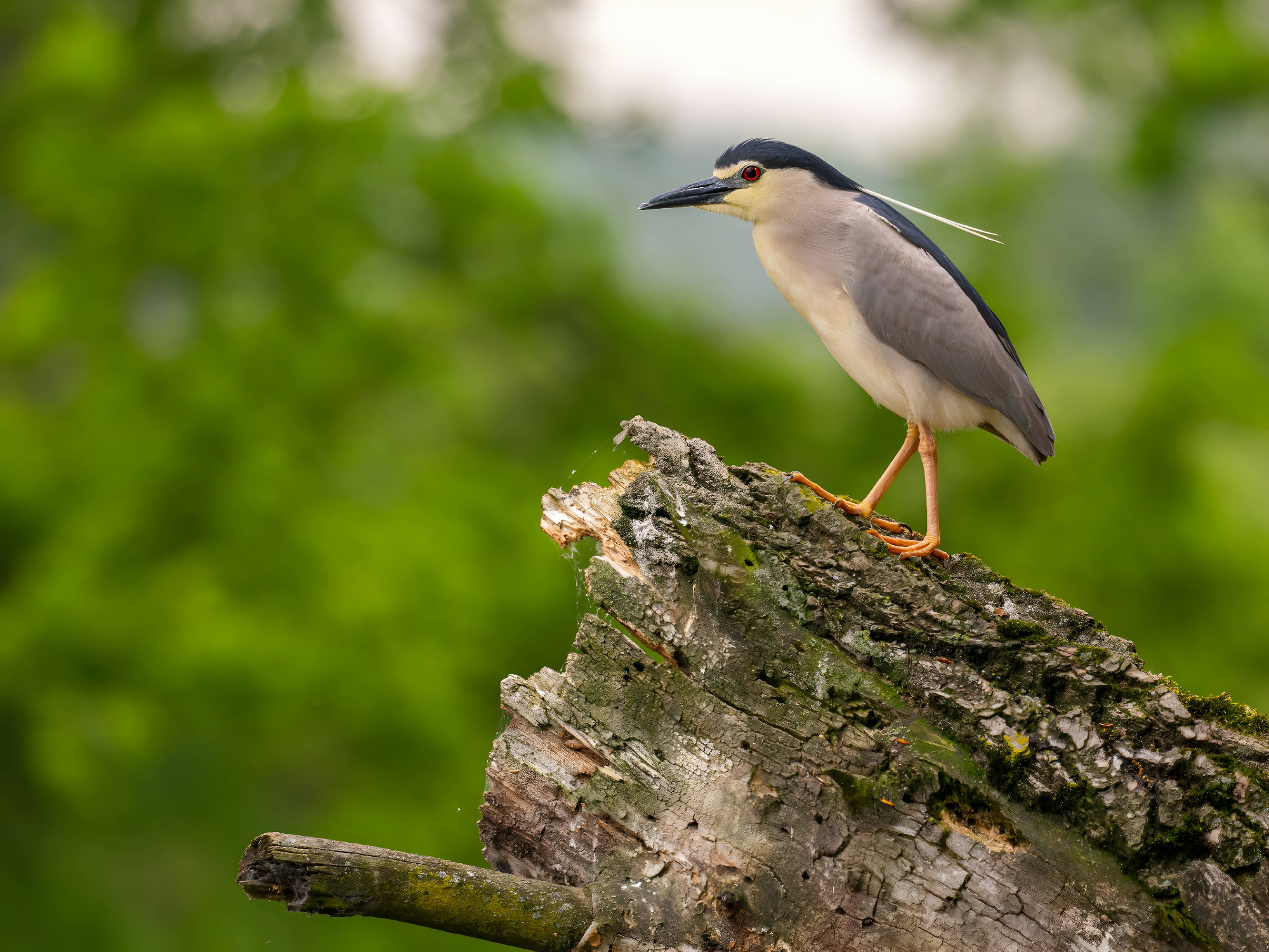 Black-crowned night heron on the trunk of a fallen tree.