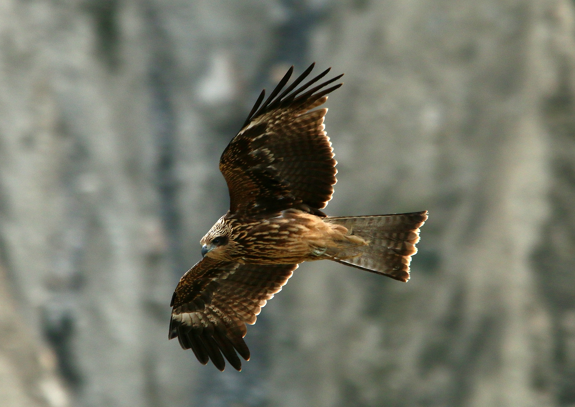 Black Kite (Milvus migrans)