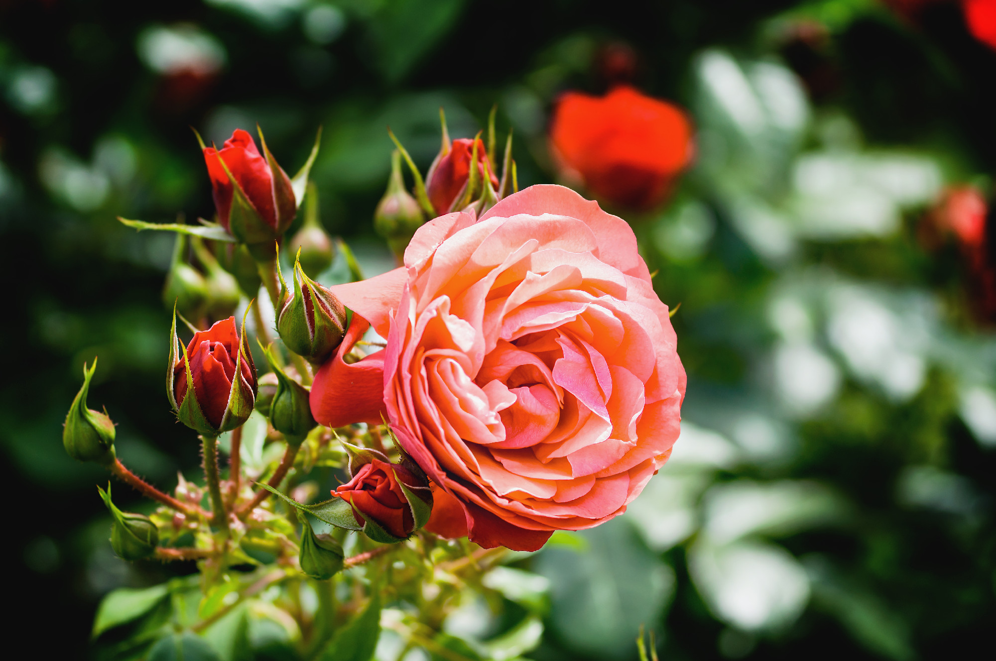 Pink rose blossom and red buds