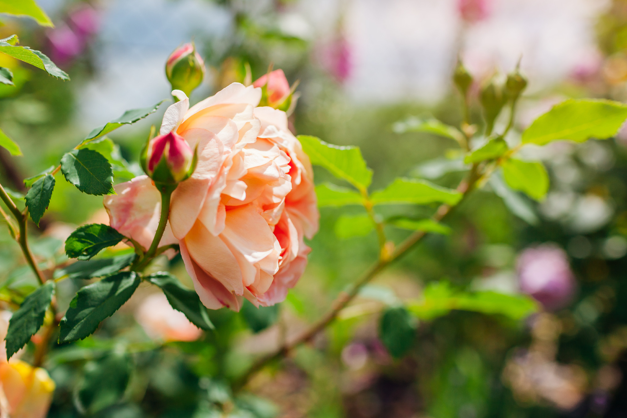 Orange salmon rose Lady of Shalott blooming in summer garden. English Austin selection roses flowers