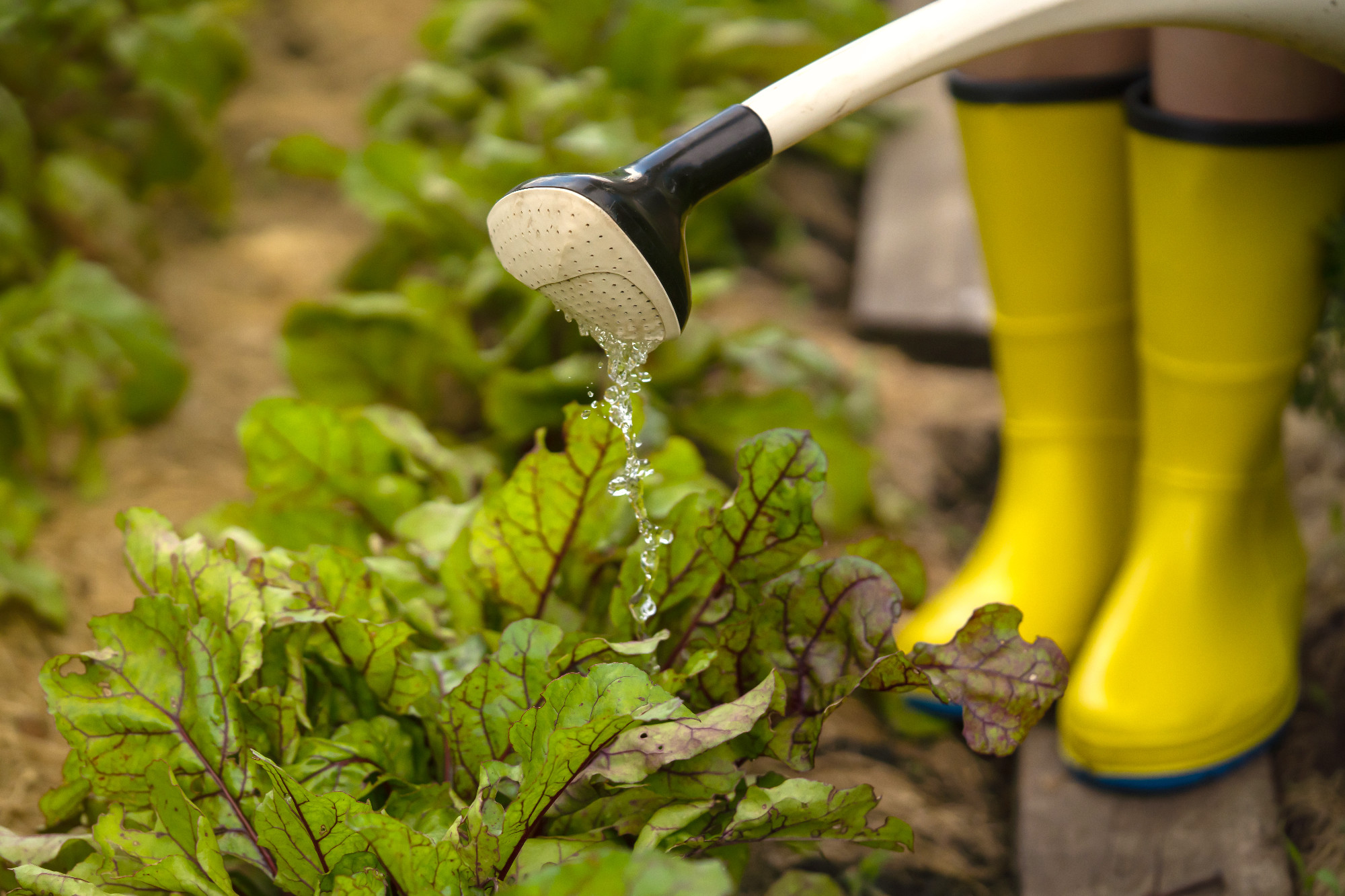 A professional woman gardener with a watering can is irrigating her lawn and flowers.