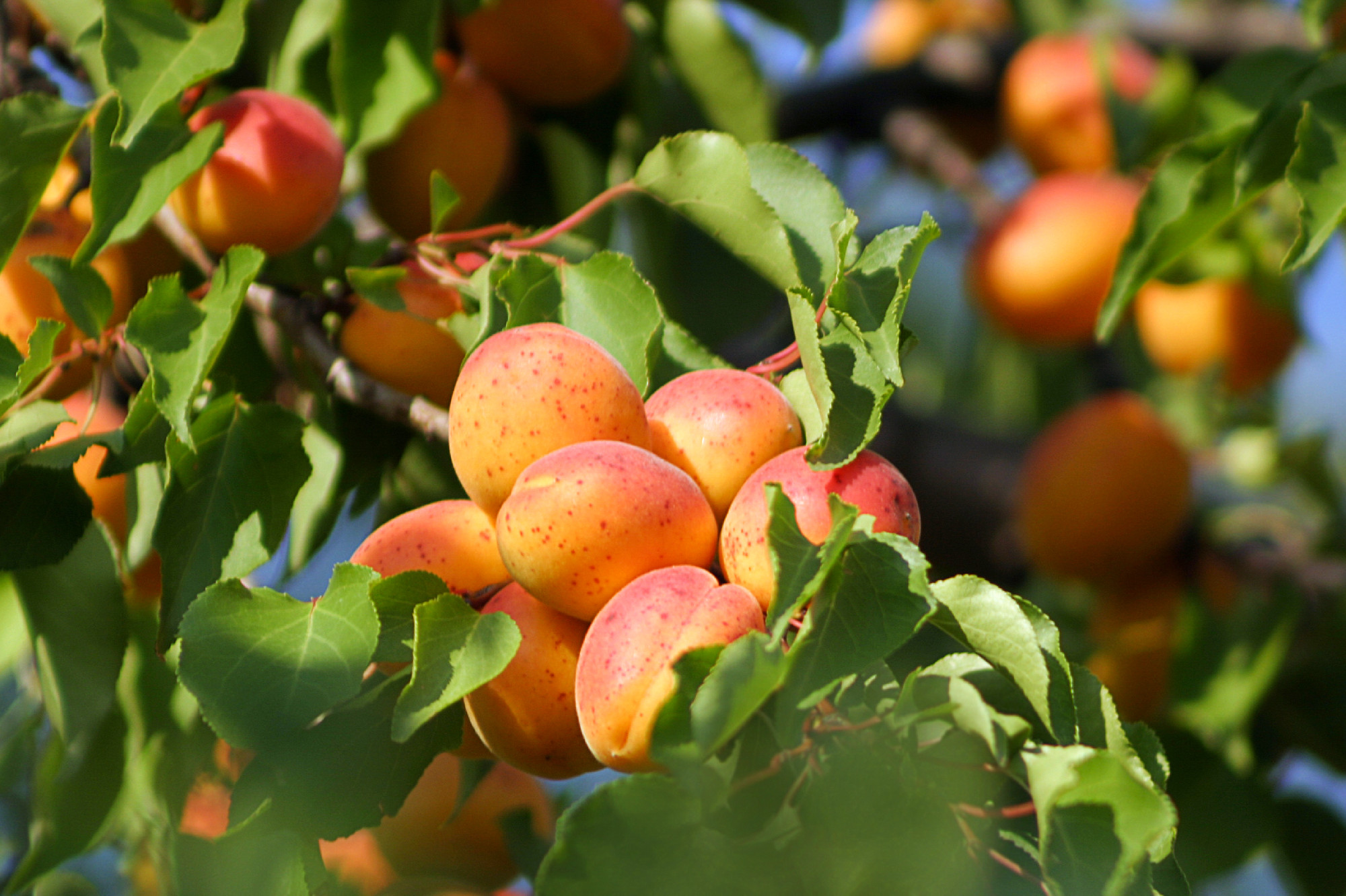 Tasty apricot on tree
