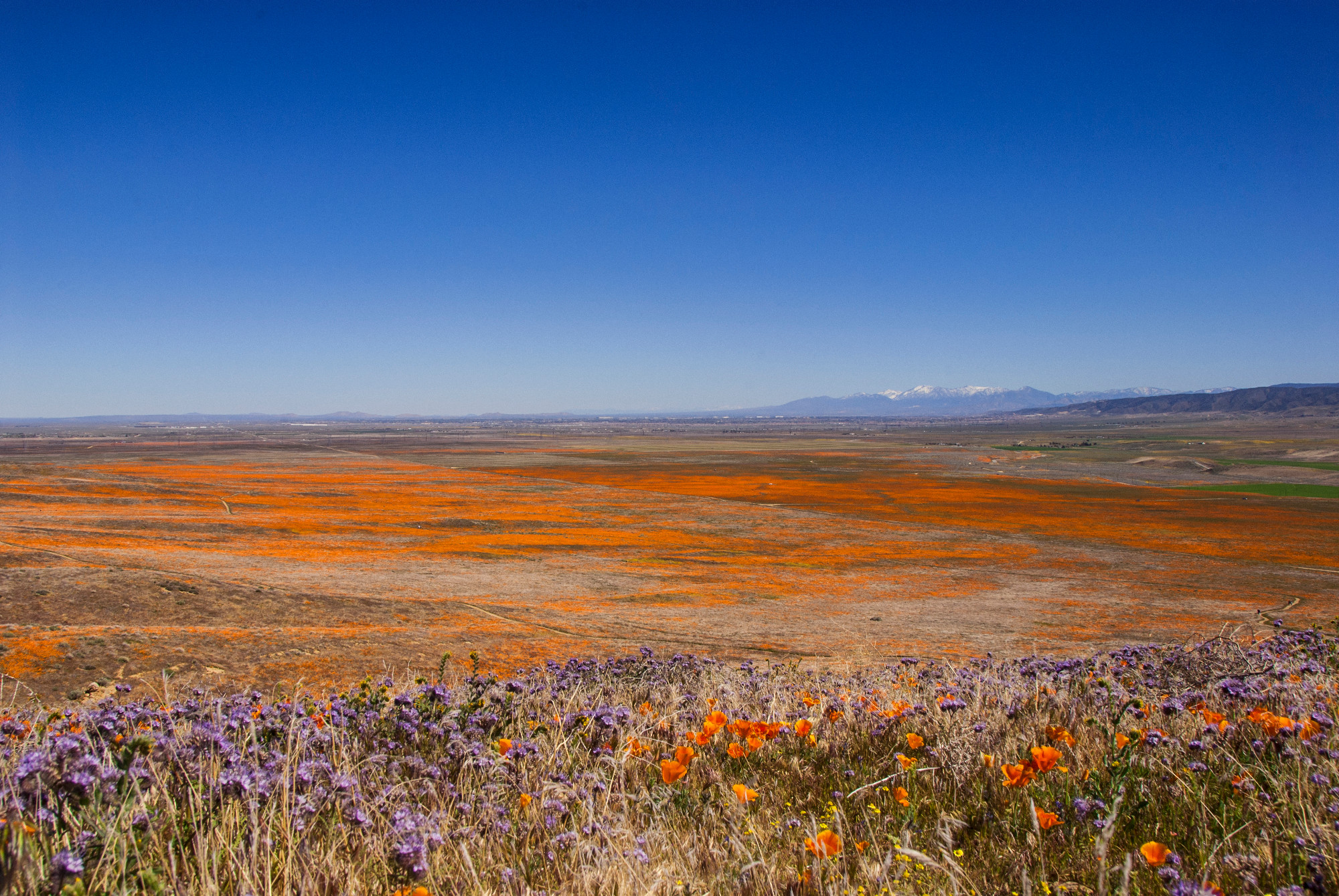 Poppy Field