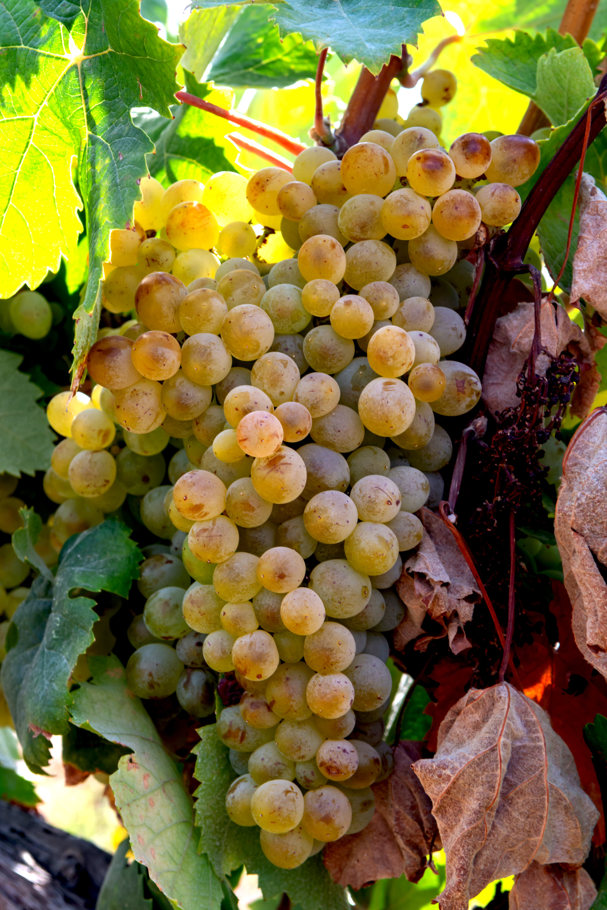 Ripe white wine grapes using for making rose or white wine ready