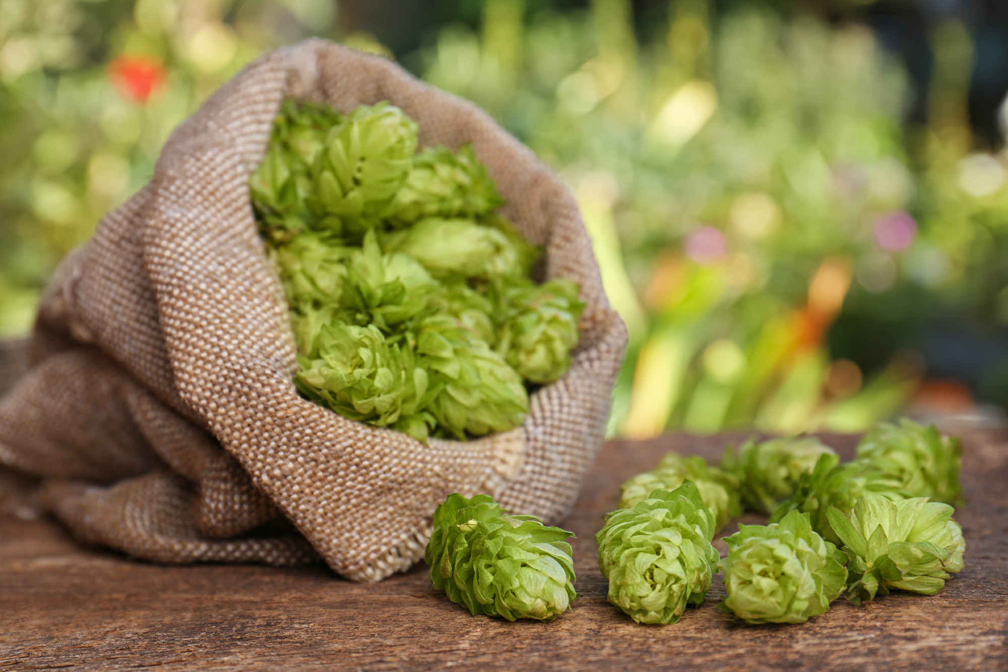 Sack and fresh hops on wooden table outdoors, closeup. Space for