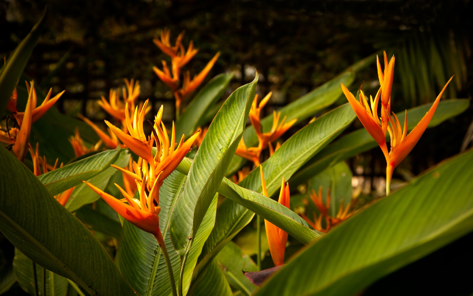 heliconia flower