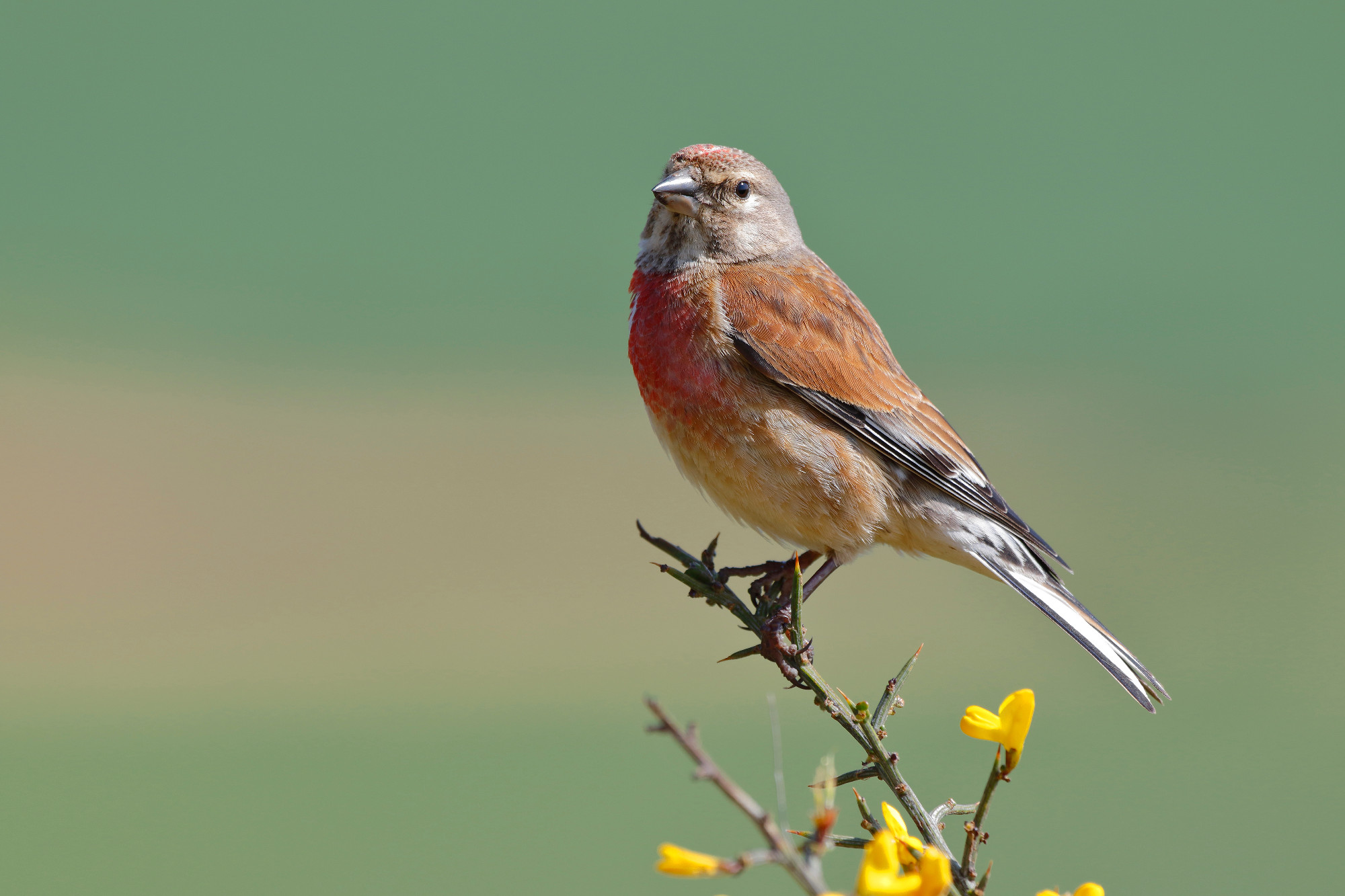 Common linnet, (Carduelis cannabina), single male