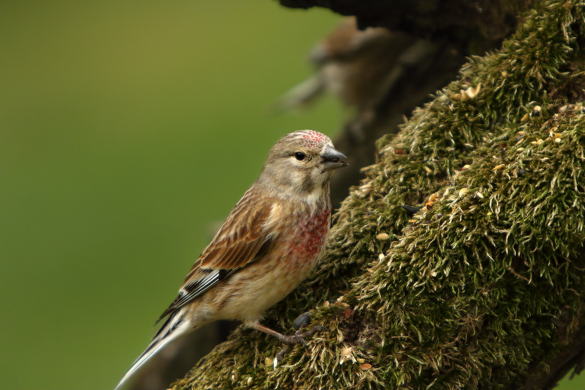 The common linnet (Linaria cannabina) male sitting on the old branch with a sunflower seed in her beak.