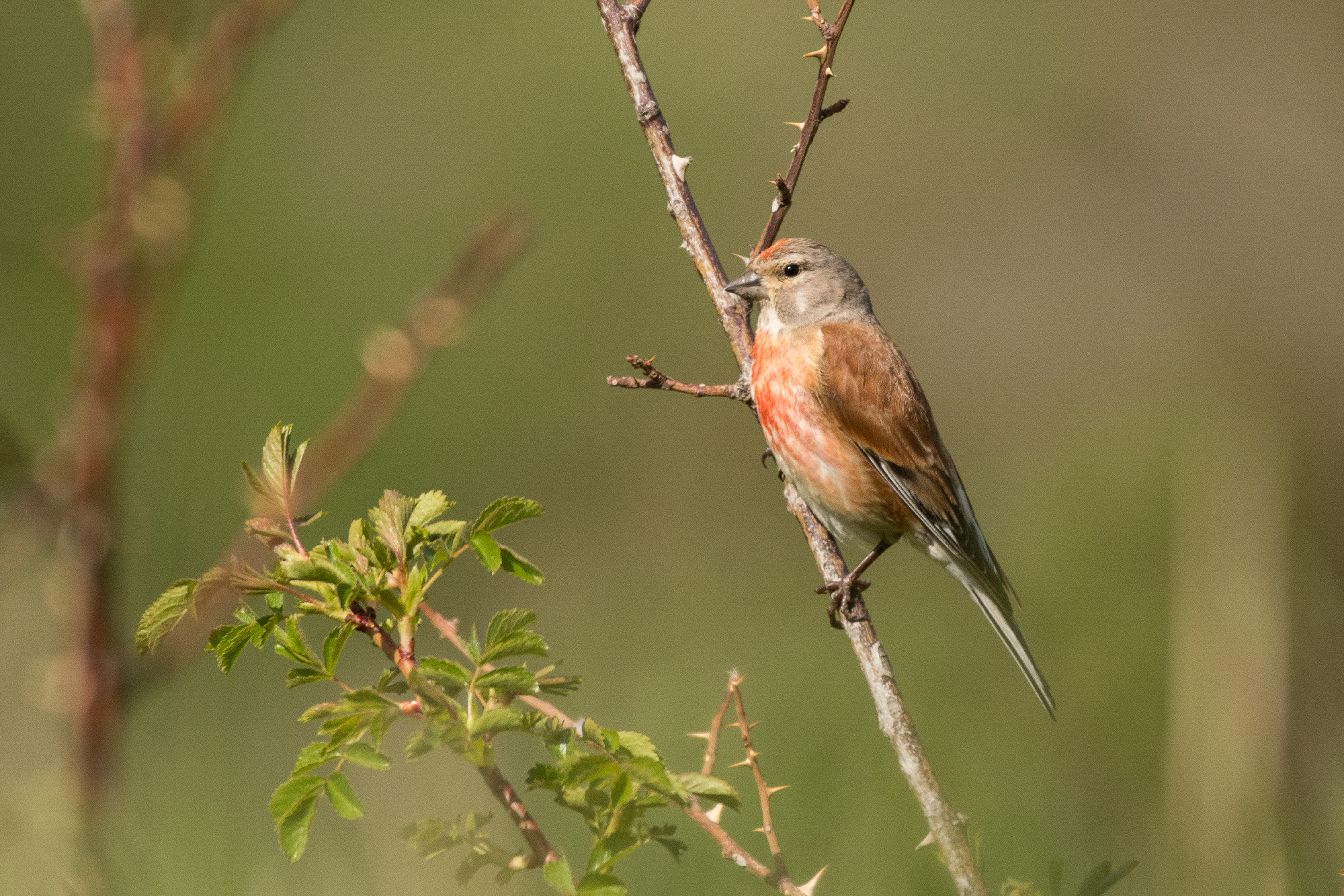 Stunning bird photo. Common linnet / Linaria cannabina