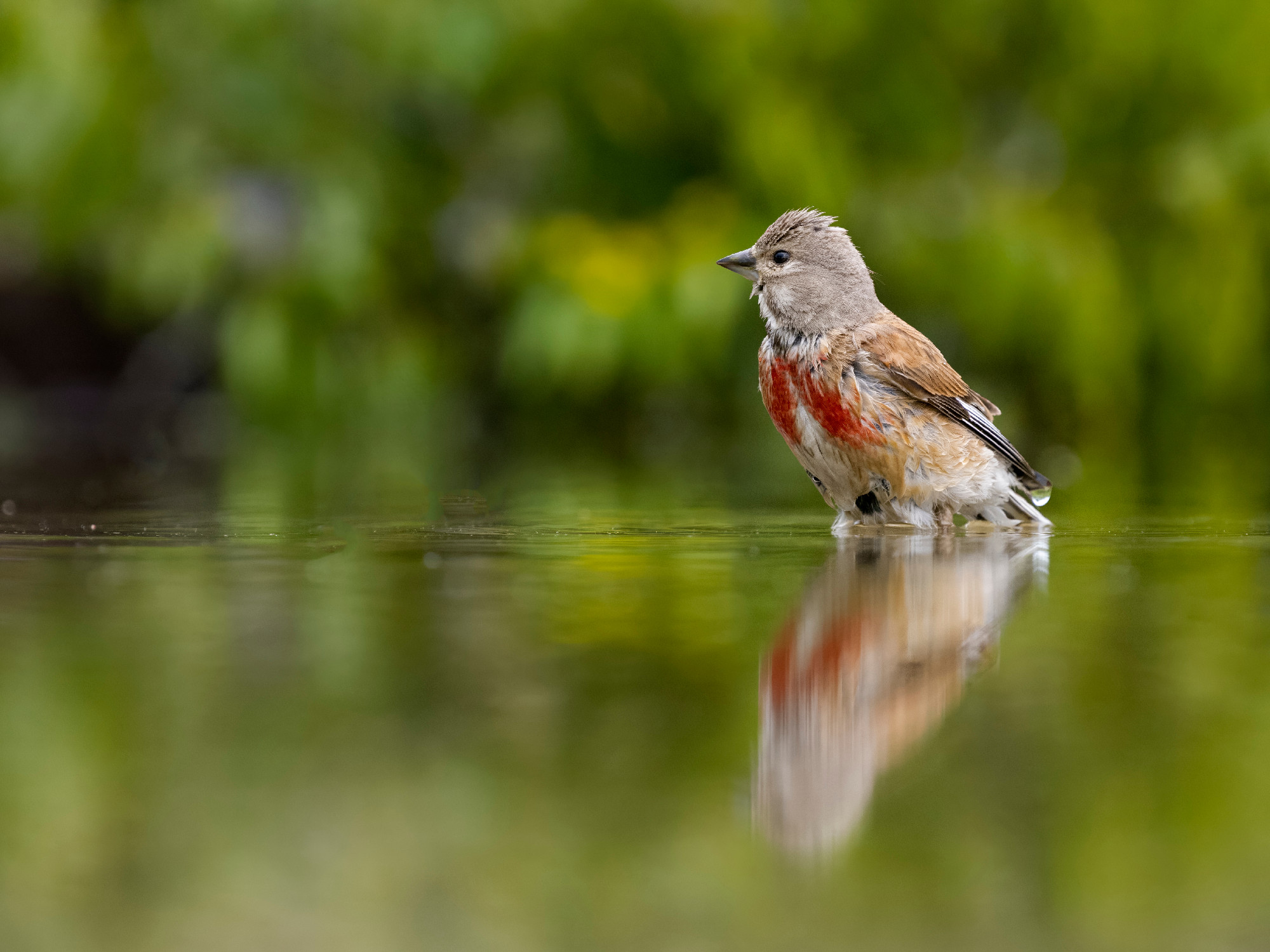 Linnet, Linaria cannabina,