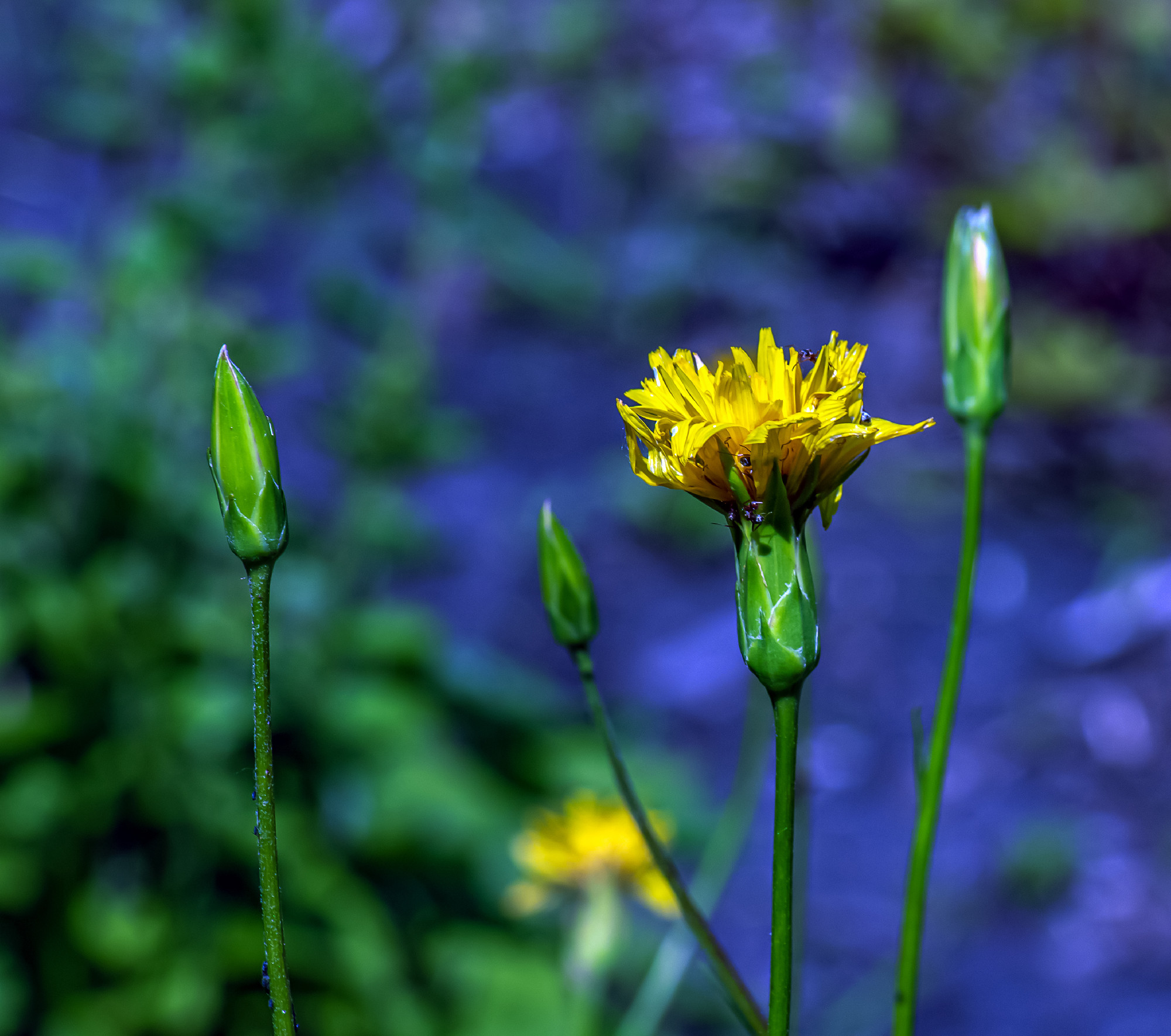 The yellow flowers of Scorzonera humilis look very much like a d