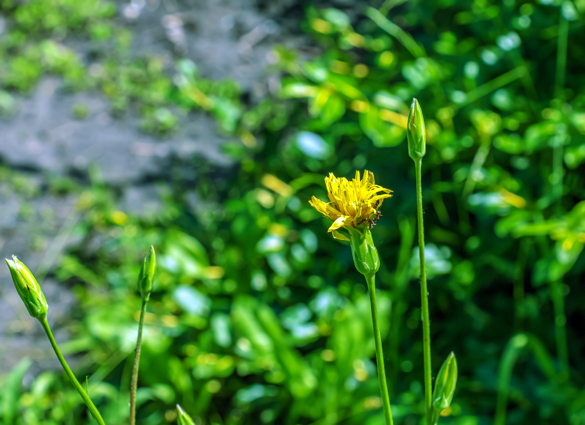 The yellow flowers of Scorzonera humilis look very much like a dandelion