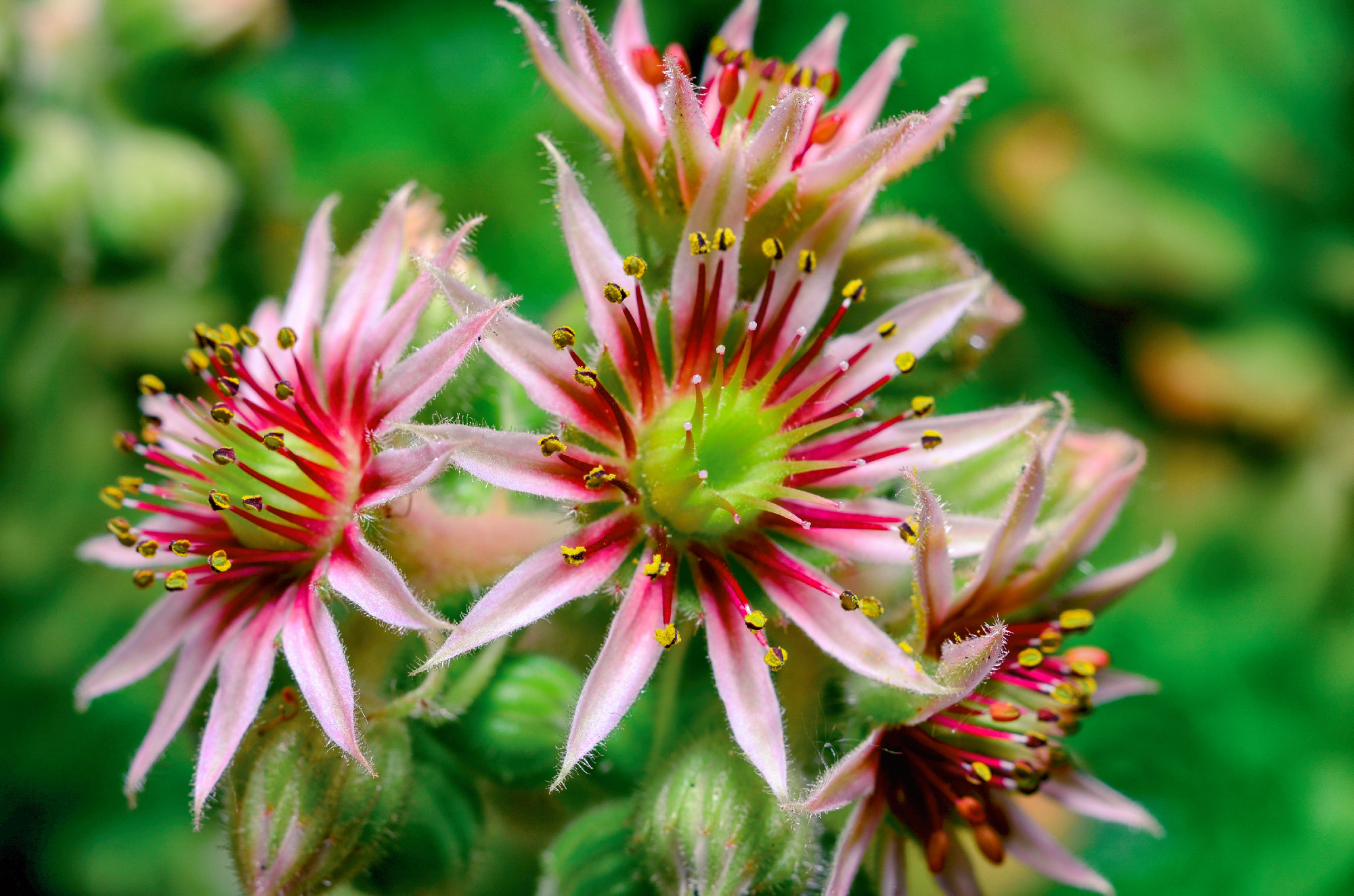 Flower sempervivum (houseleeks) is a genus of about 40 species o