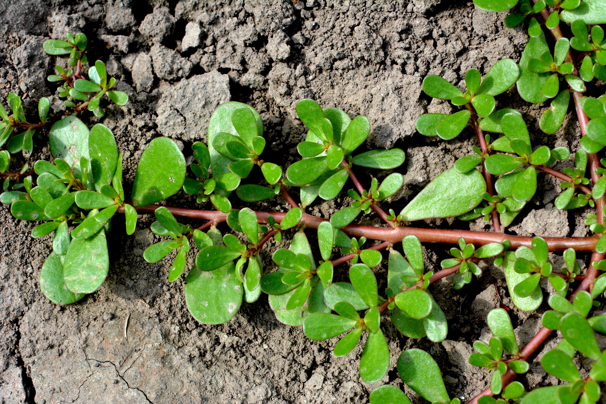 In the soil, like a weed grows purslane (Portulaca oleracea)